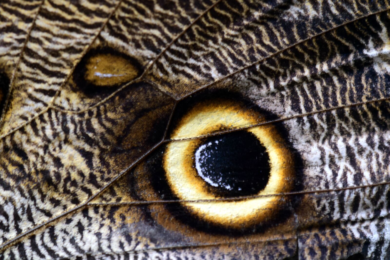 Nikon D3300 sample photo. Butterfly, wing, owl butterfly photography