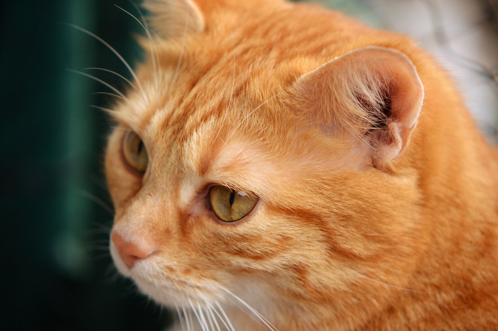 Nikon D3200 sample photo. Cat, red, cute photography