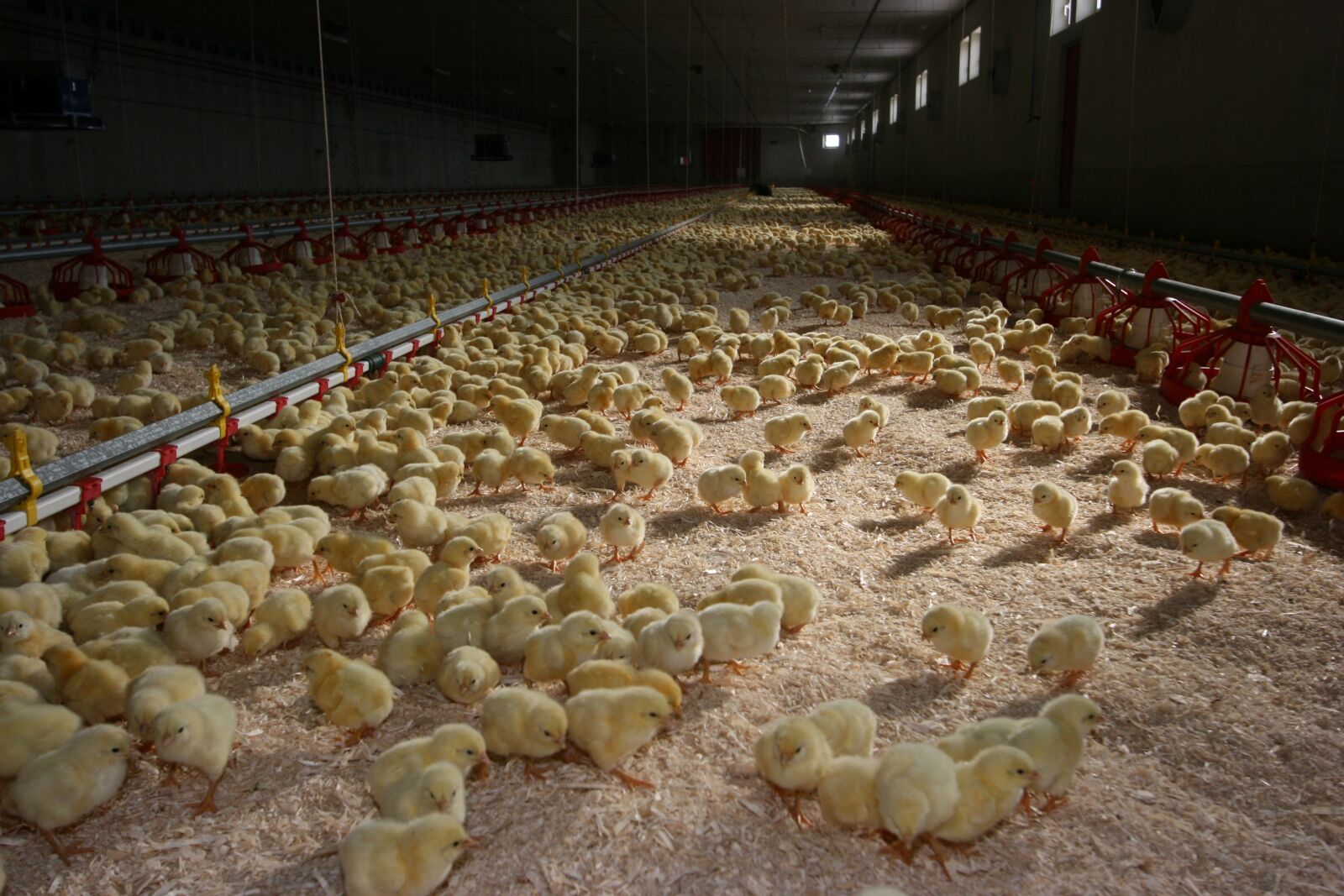 Canon EOS 400D (EOS Digital Rebel XTi / EOS Kiss Digital X) sample photo. Food, chickens chicks photography