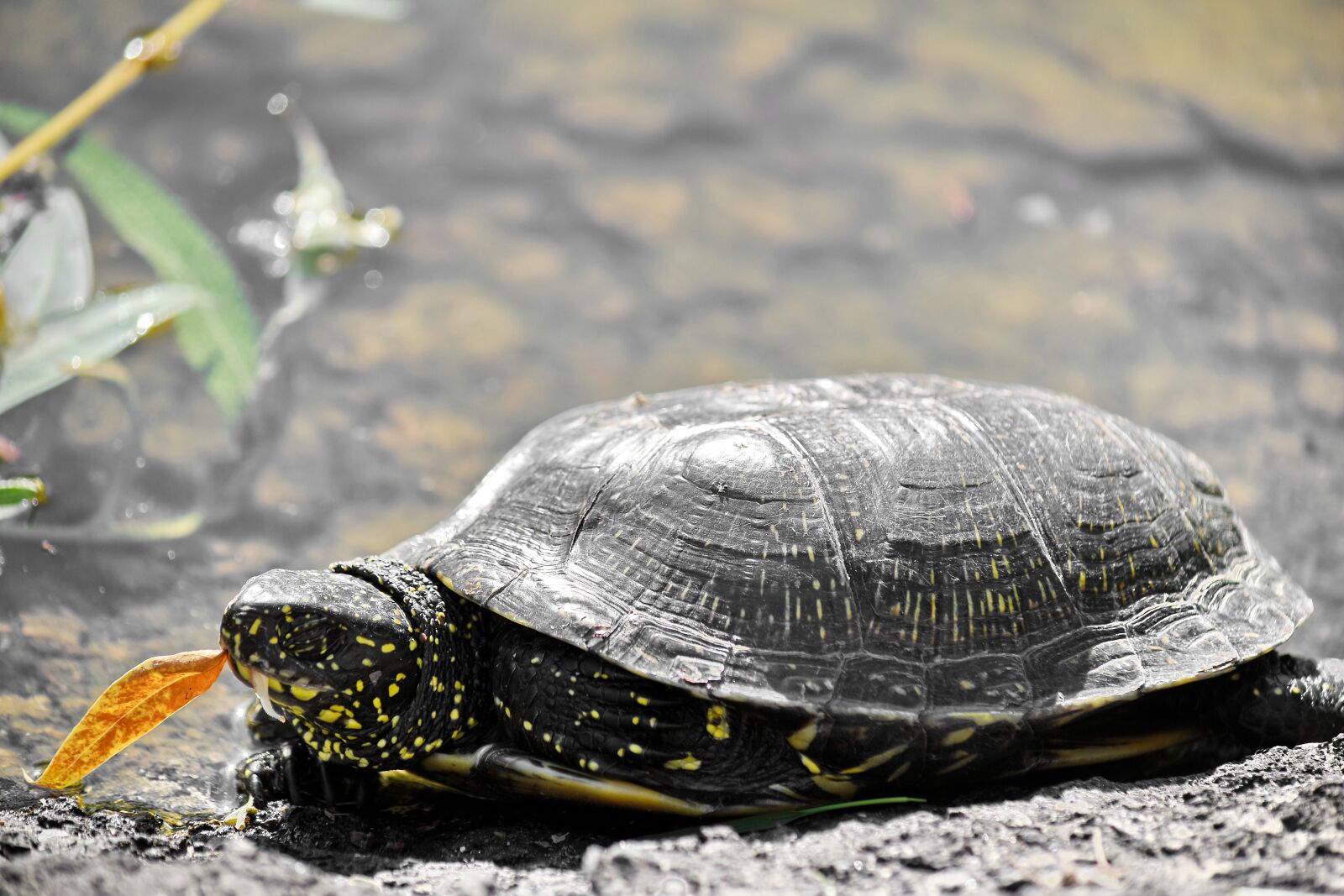Nikon D5500 sample photo. Reptile, nature, turtle, water photography