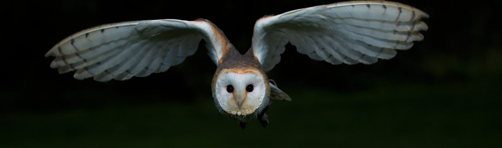 Canon EOS 7D Mark II sample photo. Barn owl, owl, barn photography