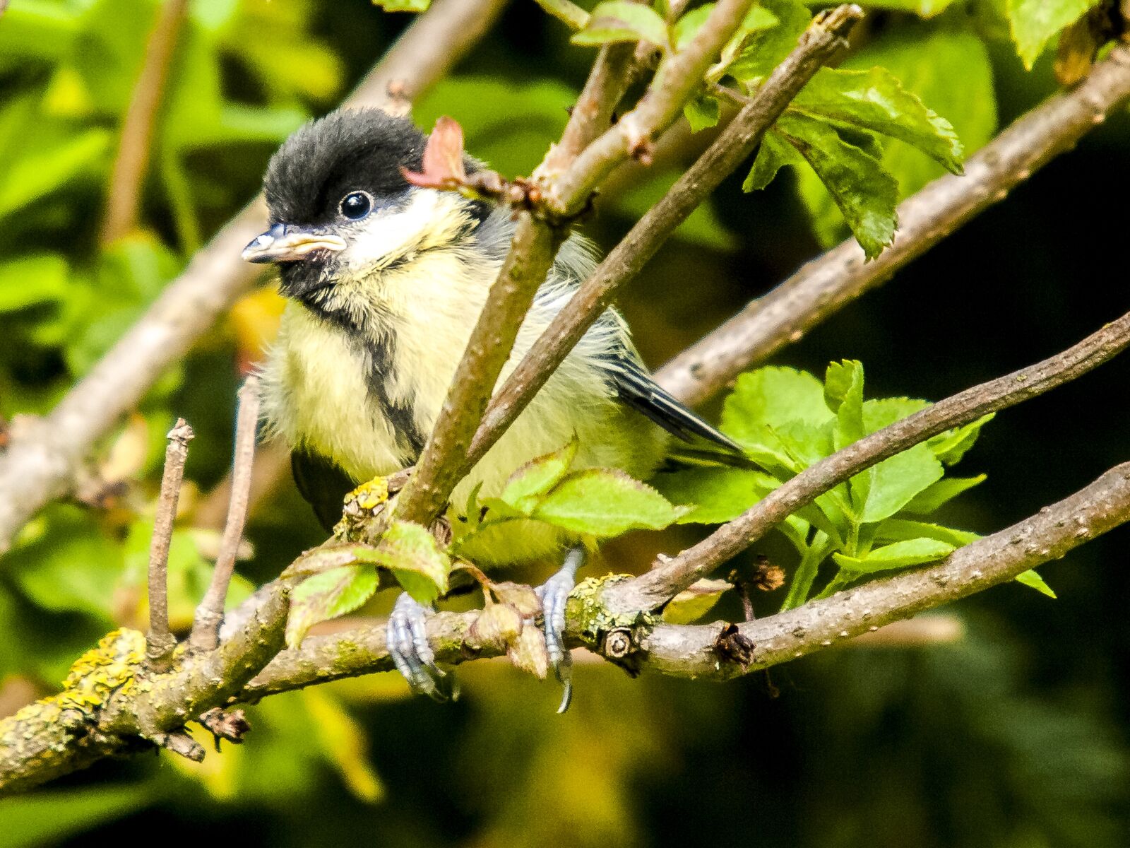 Olympus E-3 sample photo. Tit, bird, songbird photography