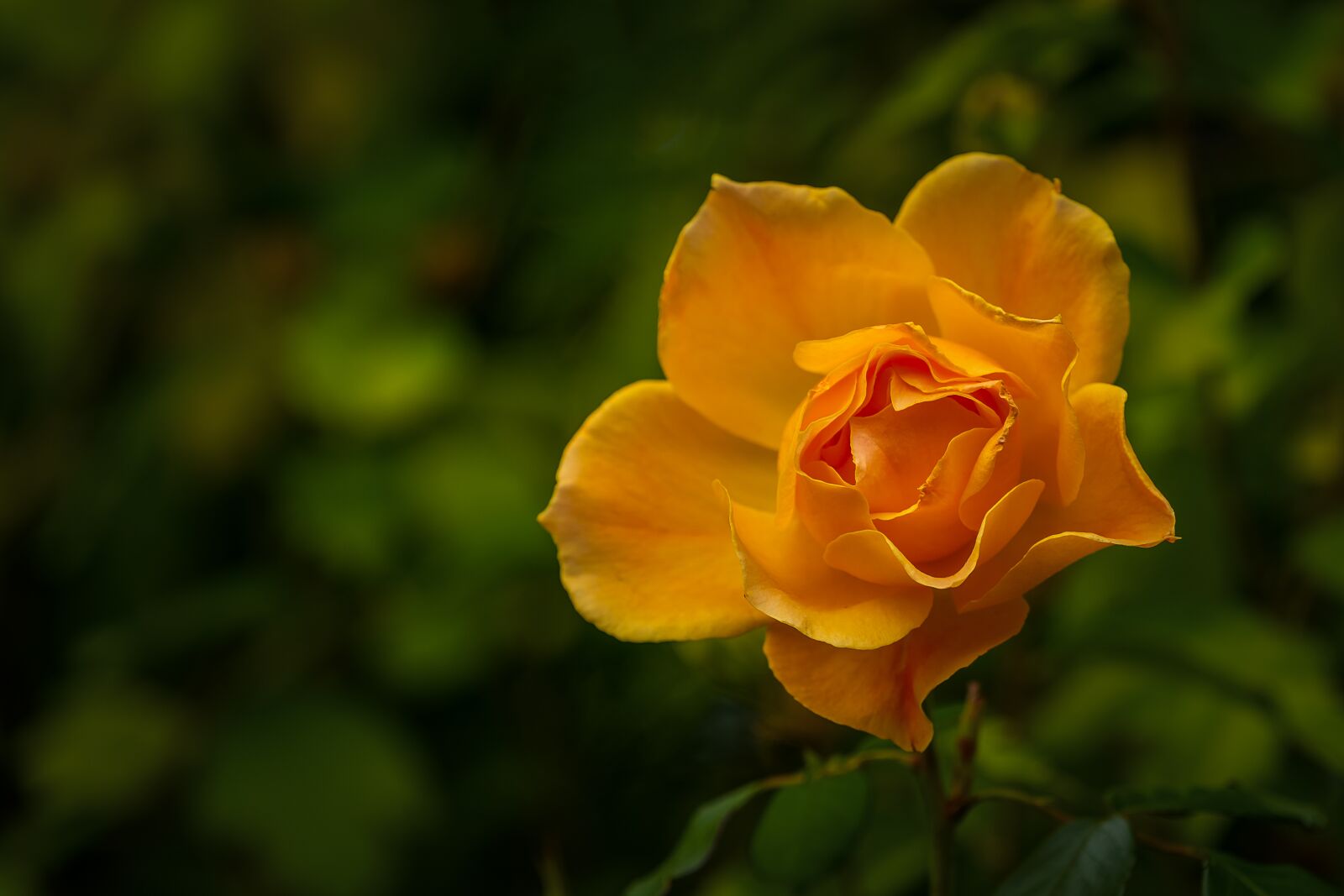 Sony a7 III + Sony FE 70-200mm F4 G OSS sample photo. Nature, flower, rose photography