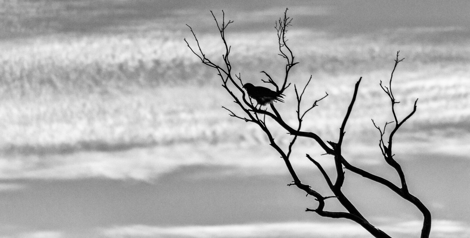 Nikon D7000 sample photo. Silhouette, sky, tree photography