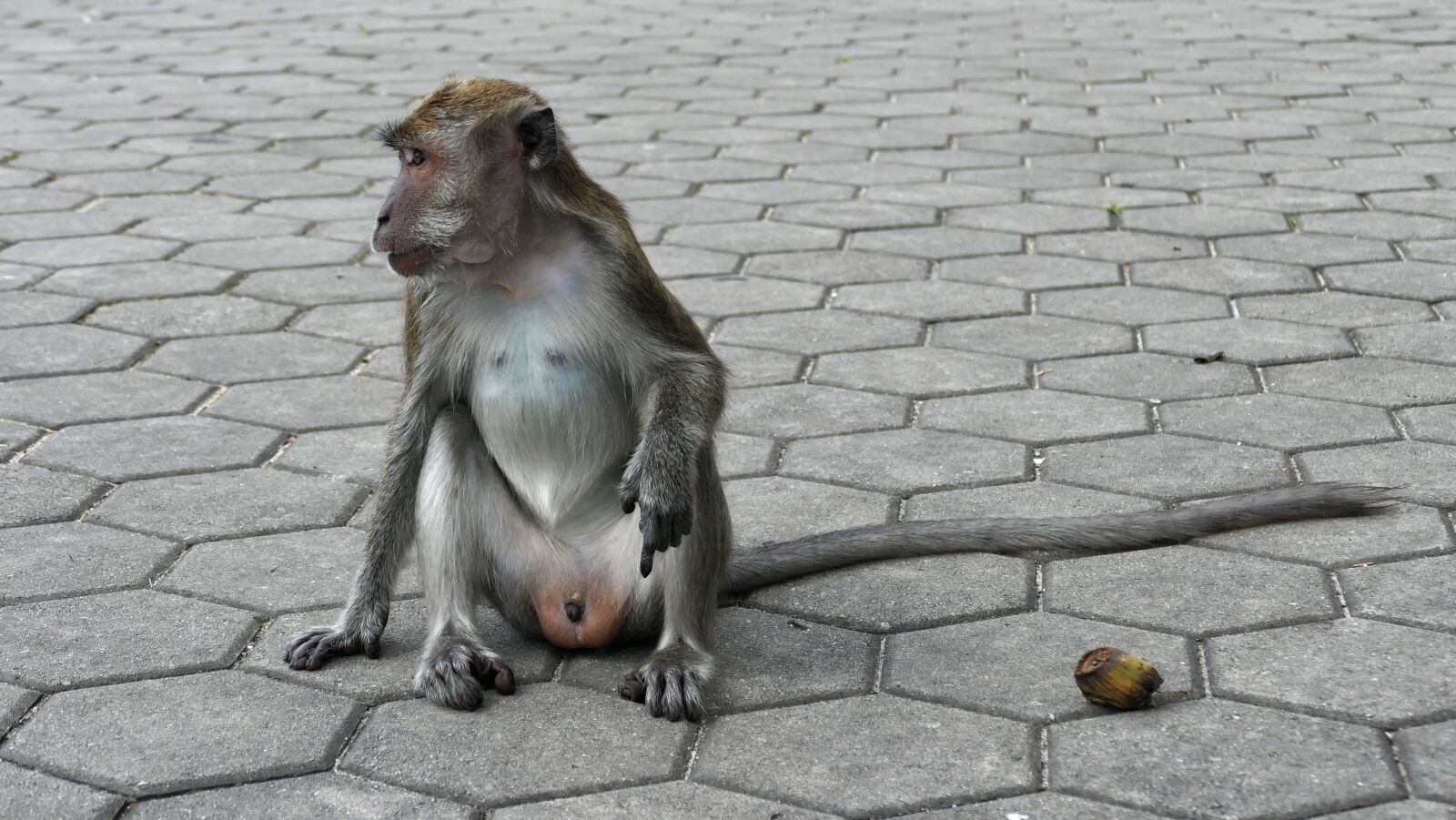 Panasonic Lumix DMC-FZ1000 sample photo. Monkey, well, yes photography