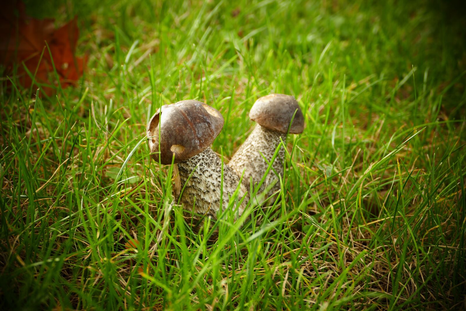 Panasonic Lumix DMC-FZ1000 sample photo. Mushroom, forest, autumn photography