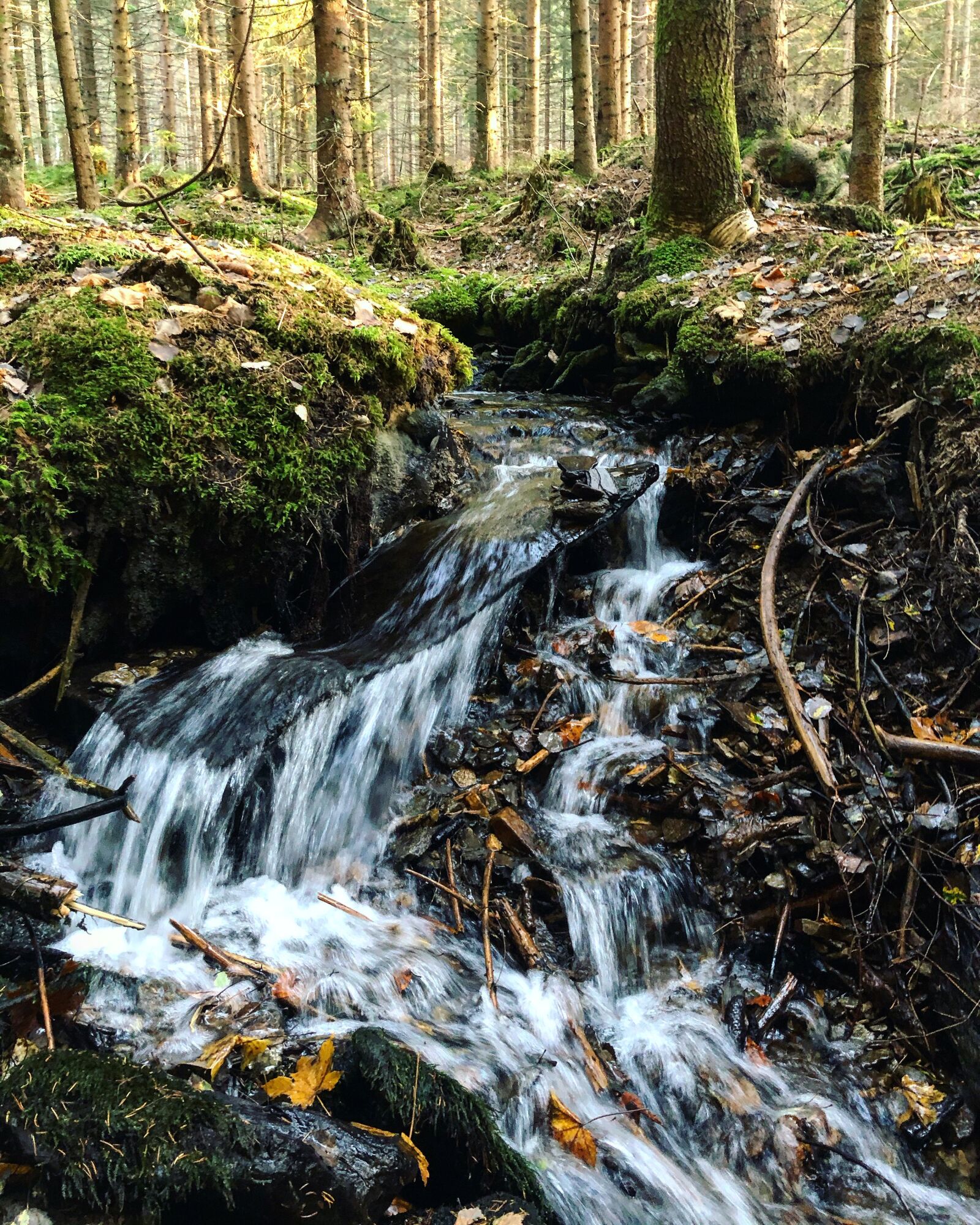 iPhone X back dual camera 4mm f/1.8 sample photo. Nature, forest, water photography