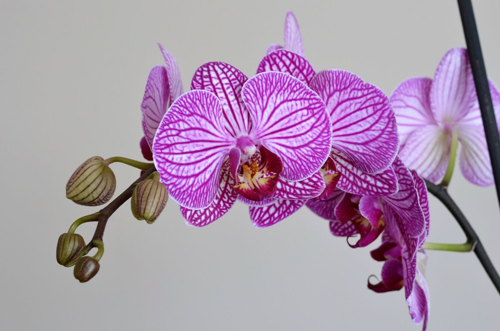 Nikon D5100 sample photo. Orchid, lila, flower photography