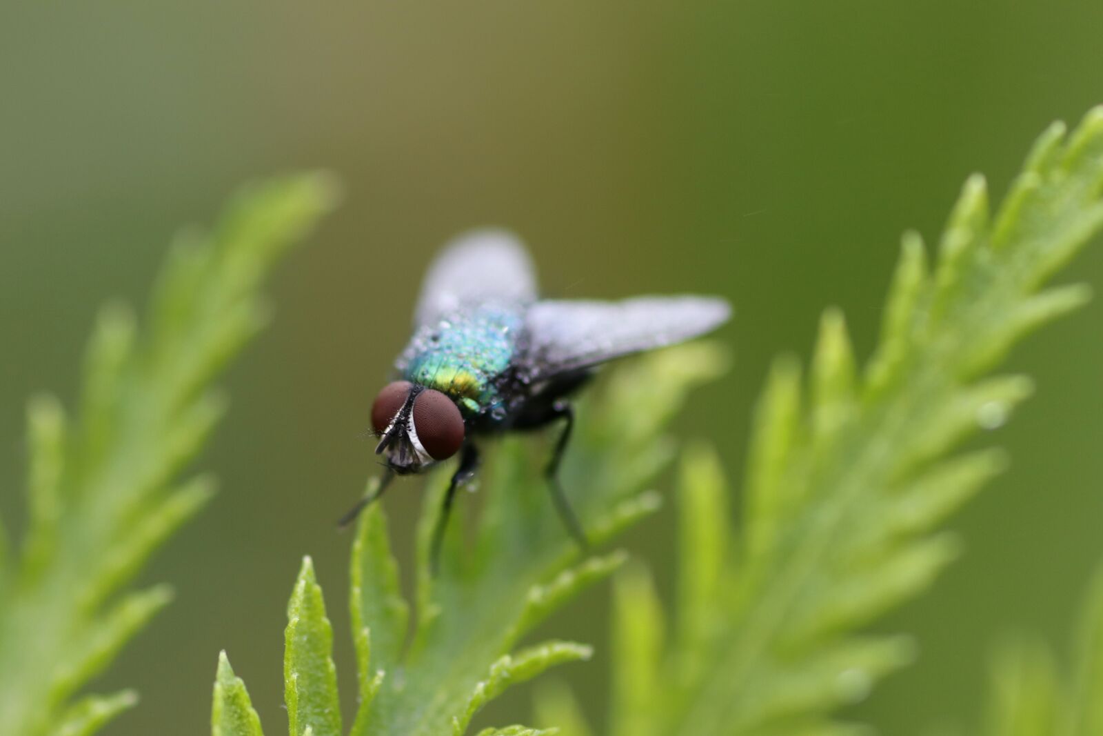 Canon EOS 77D (EOS 9000D / EOS 770D) sample photo. Fly, compound eyes, insect photography