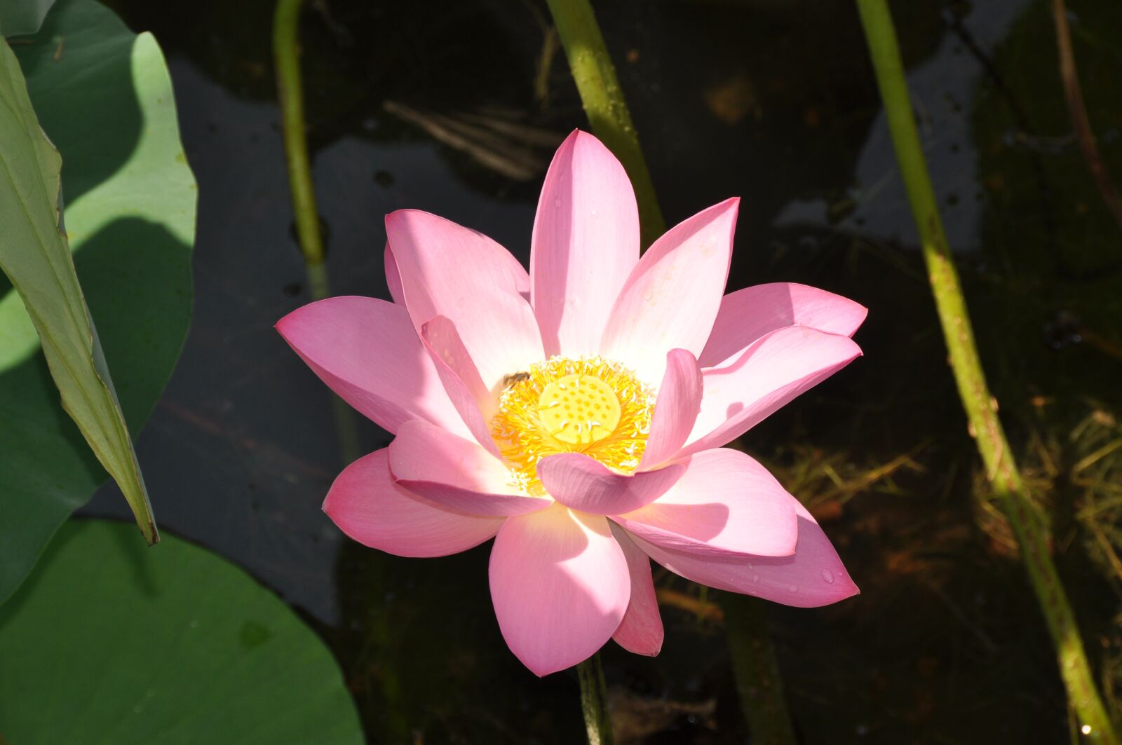 Nikon D90 sample photo. Lotus, flower, beijing photography