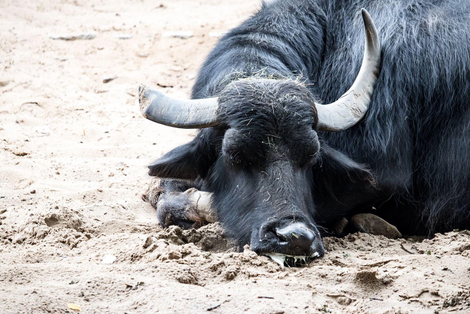Canon EF-S 55-250mm F4-5.6 IS STM sample photo. Water buffalo, buffalo, mammal photography
