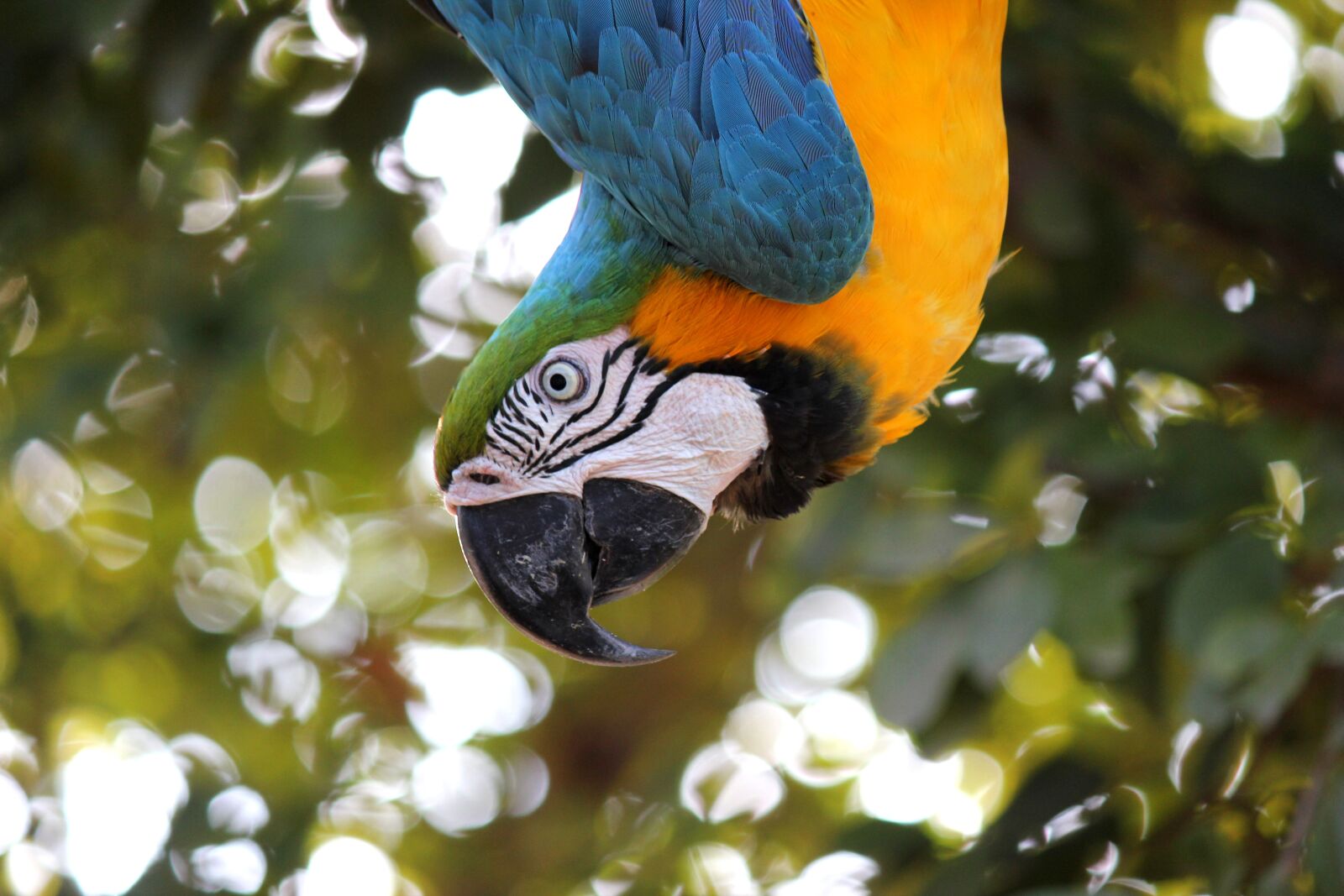 Canon EOS 550D (EOS Rebel T2i / EOS Kiss X4) sample photo. Macaw, ave, jungle photography