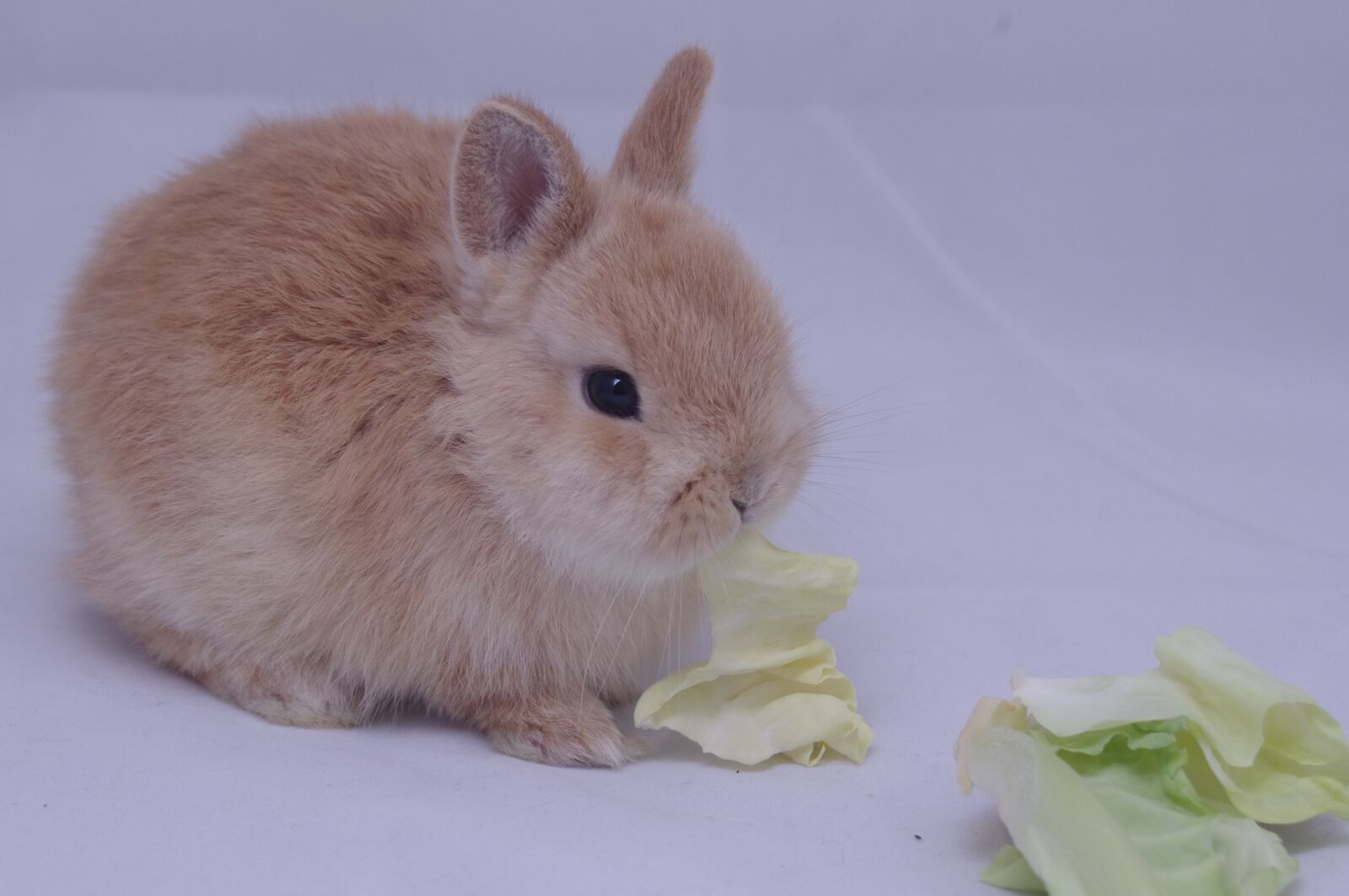 Pentax K-r sample photo. Rabbit, child rabbit, banny photography