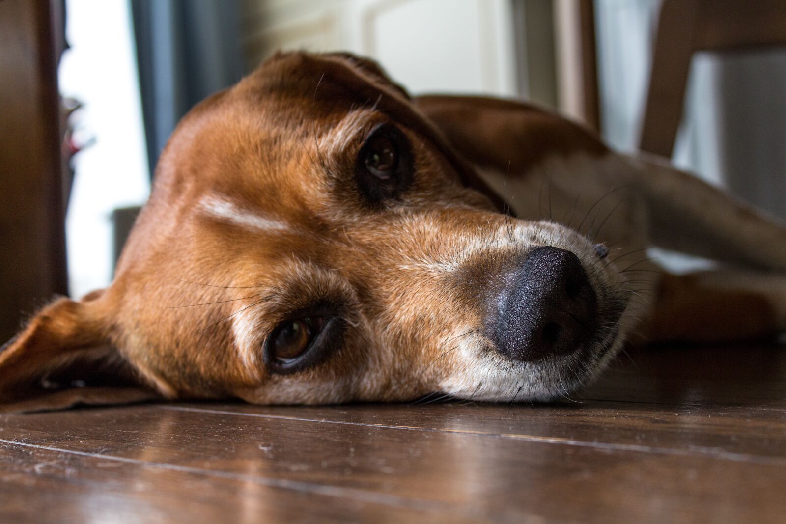 Canon EOS 600D (Rebel EOS T3i / EOS Kiss X5) + Canon EF-S 18-55mm F3.5-5.6 IS II sample photo. Dog, lying, bored photography