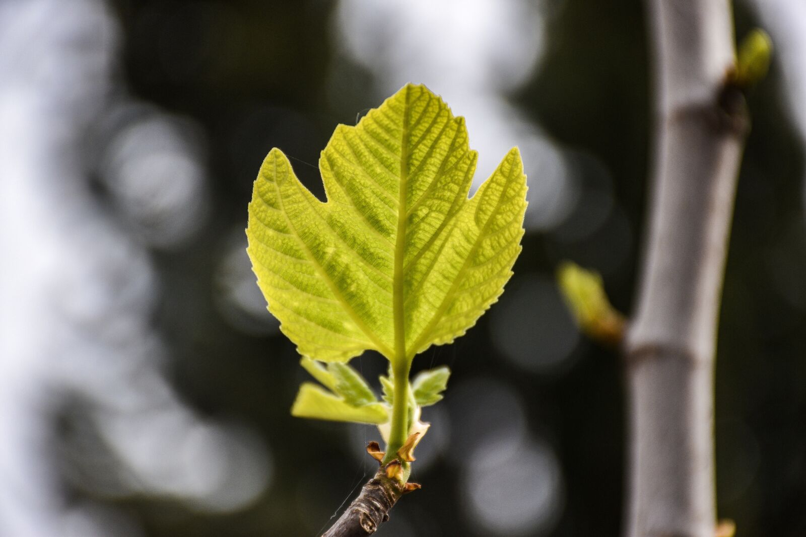 Nikon D5600 sample photo. Fig leaf, branch, tree photography