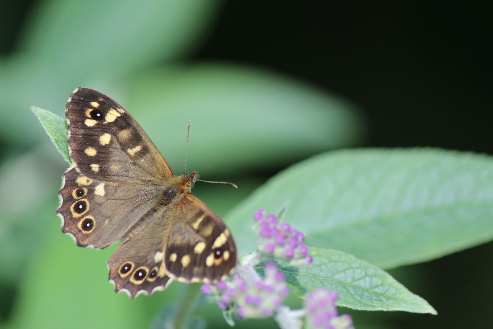 Canon EF-S 55-250mm F4-5.6 IS II sample photo. Nature, butterfly, animal photography
