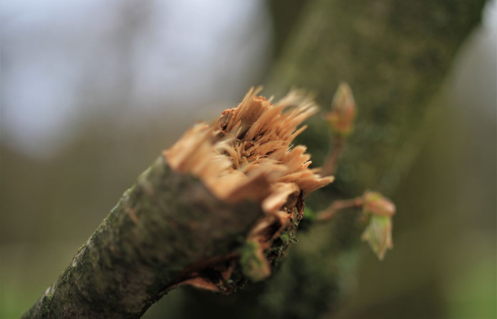 Canon EOS 7D sample photo. Branch, broken, fracture photography