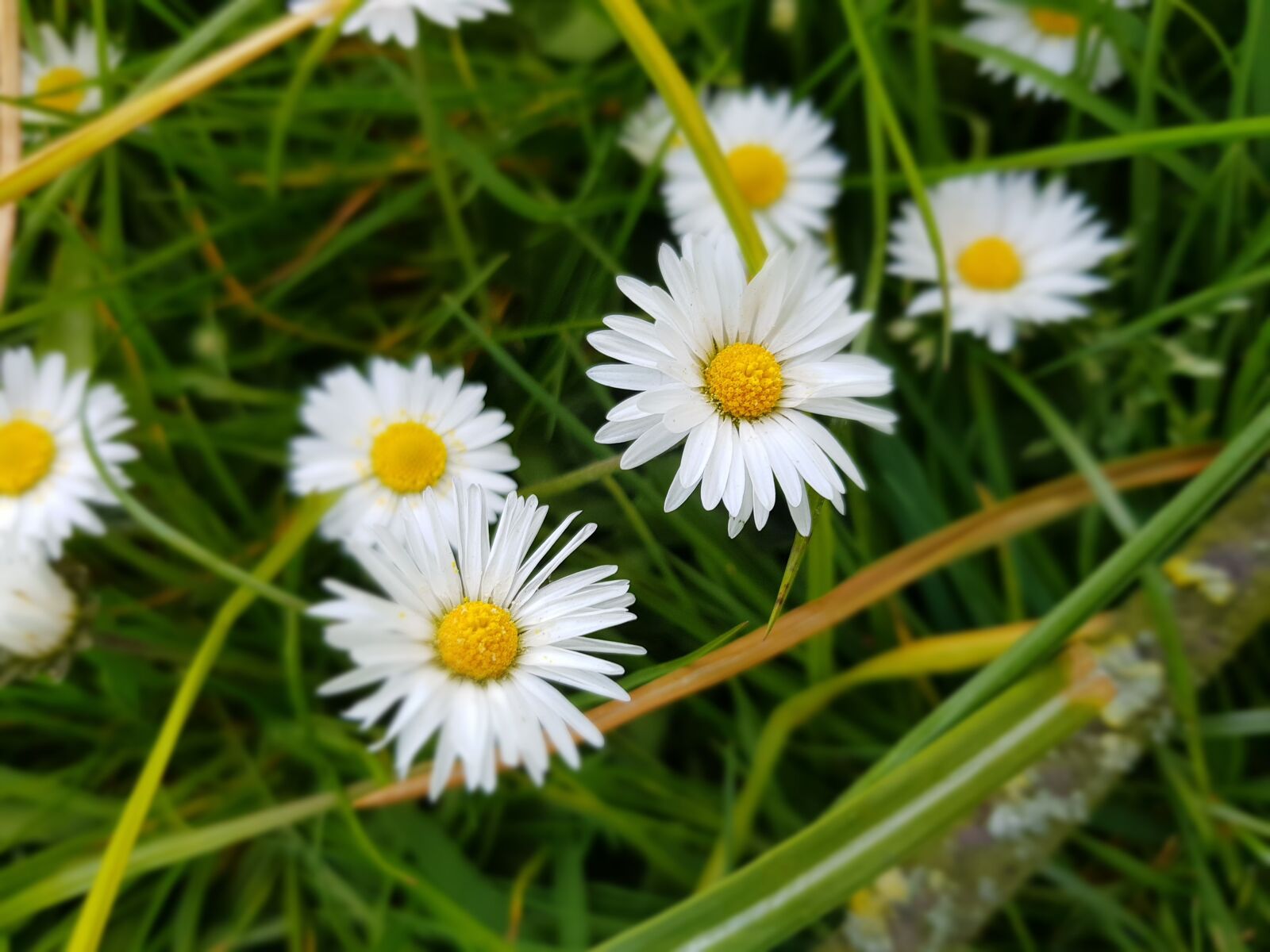 Samsung Galaxy S8 sample photo. Madelief, white, flower photography