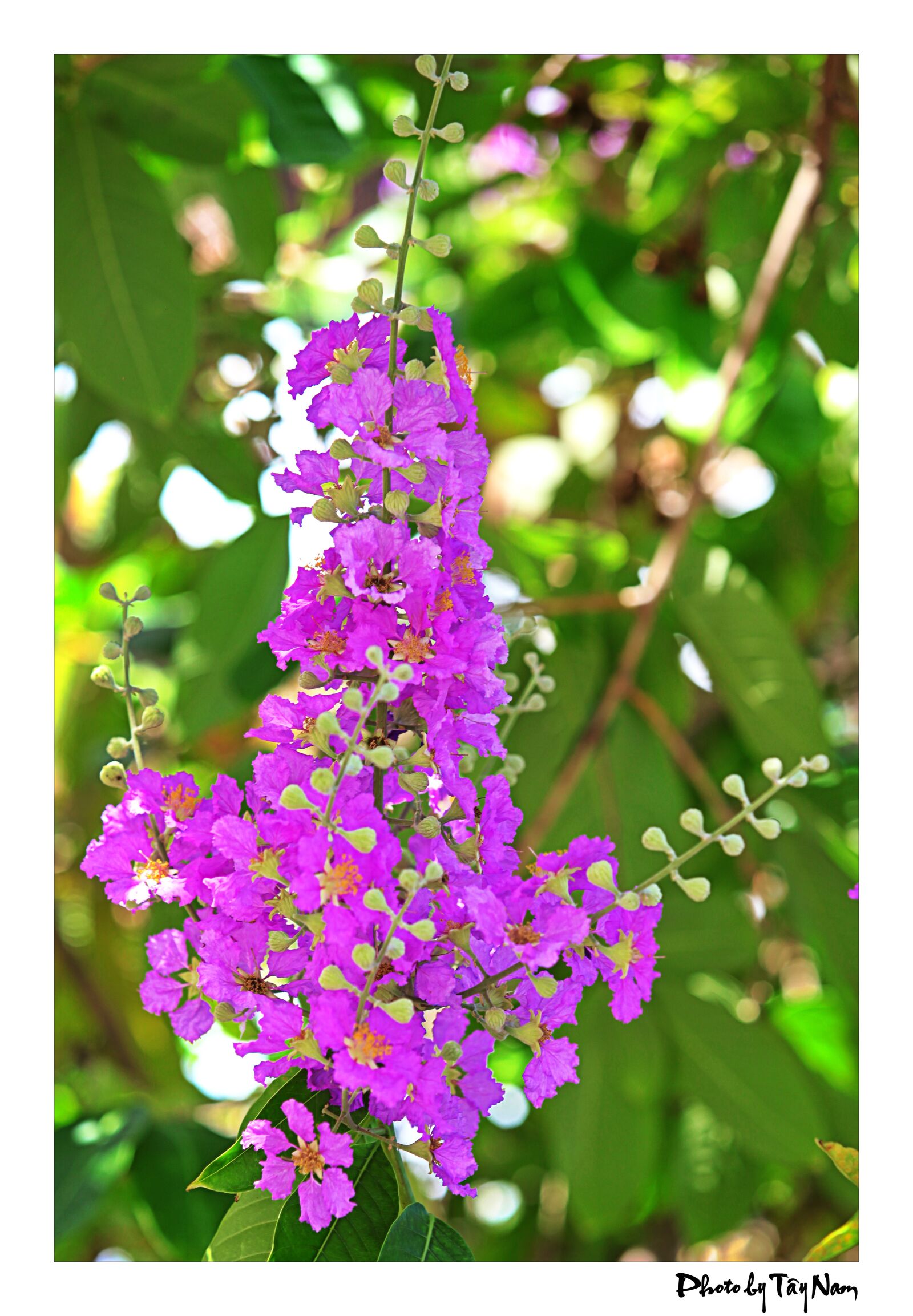 Canon EOS 5D Mark II sample photo. Flower, purple flowers, bang photography