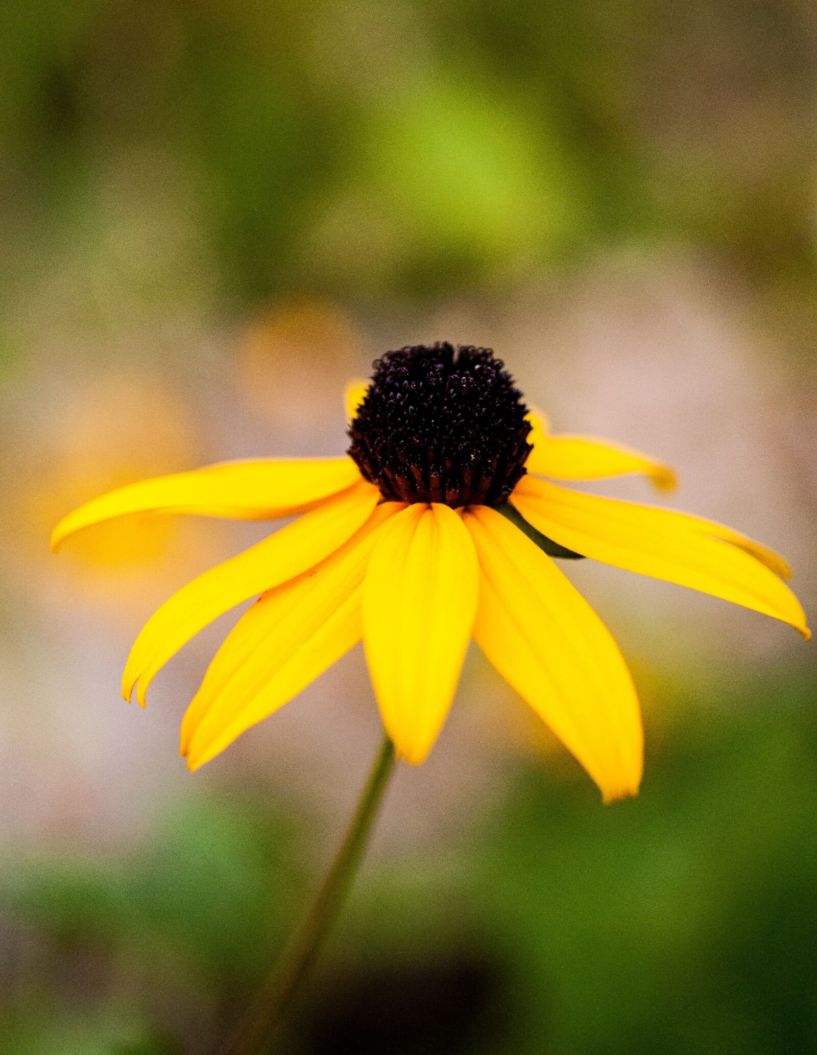 Nikon D90 sample photo. Coneflower, yellow, flower photography
