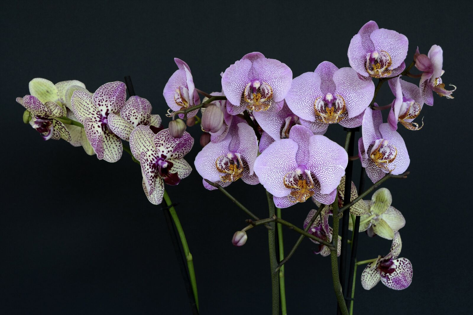 Nikon D7100 sample photo. Orchids, flowers, blossom photography