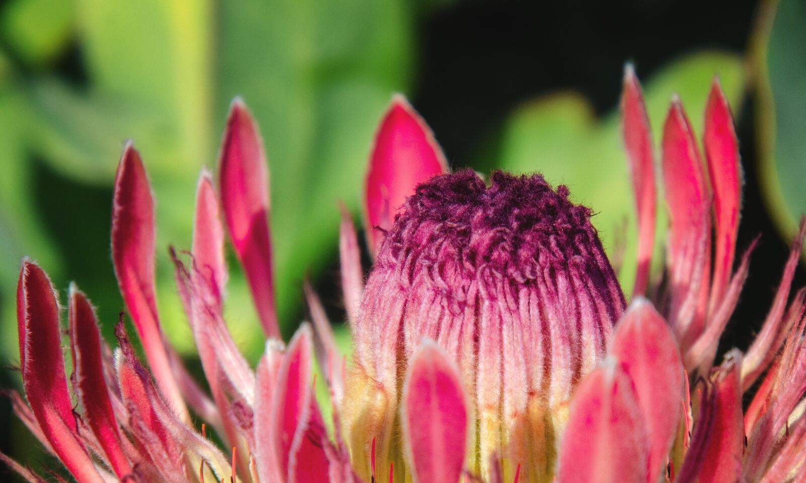 Nikon D7000 sample photo. Protea, pink, flower photography