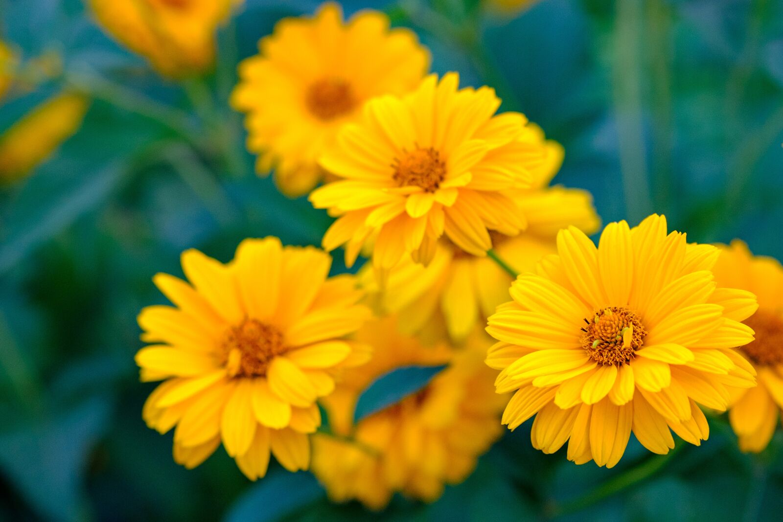 Fujifilm X-T20 sample photo. Flower, yellow, plant photography