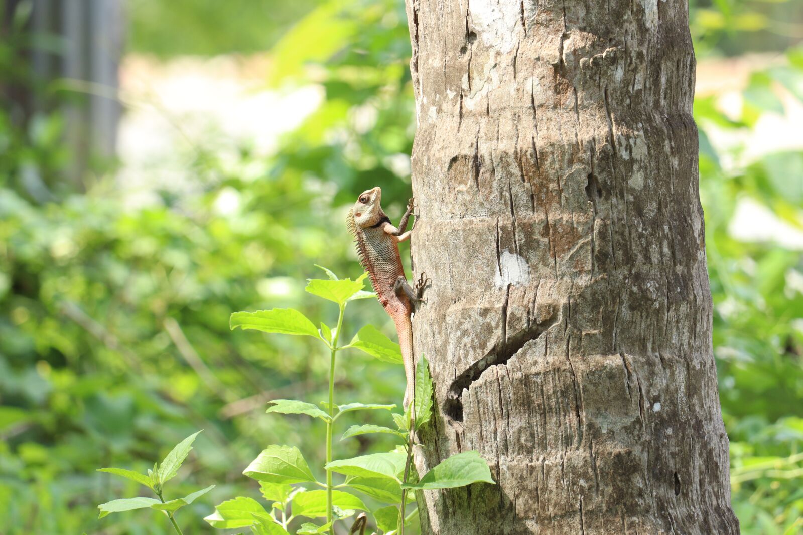 Canon EOS 250D (EOS Rebel SL3 / EOS Kiss X10 / EOS 200D II) sample photo. Chameleon, kerala, tree photography