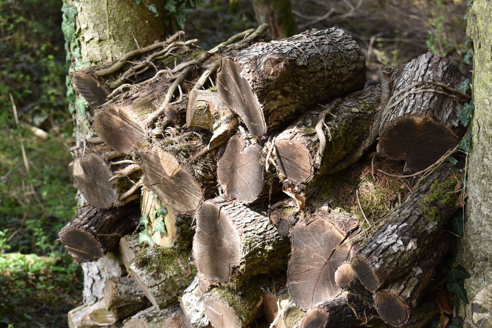 Nikon D5600 sample photo. Wood, wood pile, stacked photography