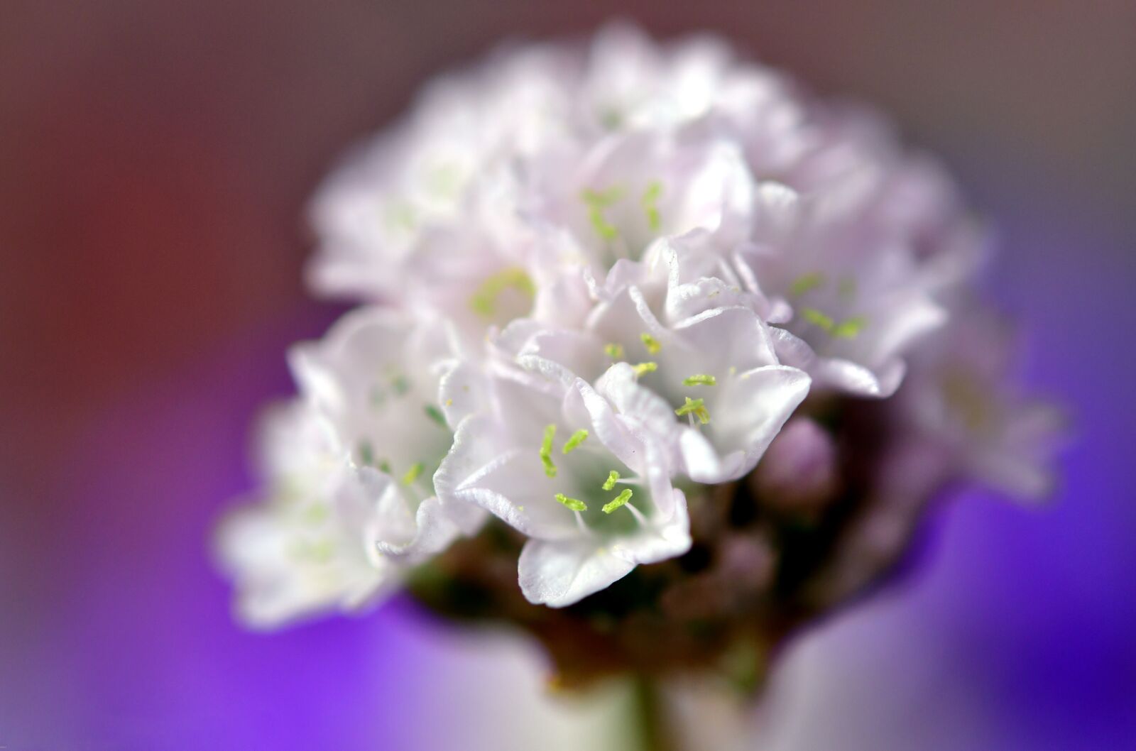 Nikon D500 sample photo. Flower, white, spring photography
