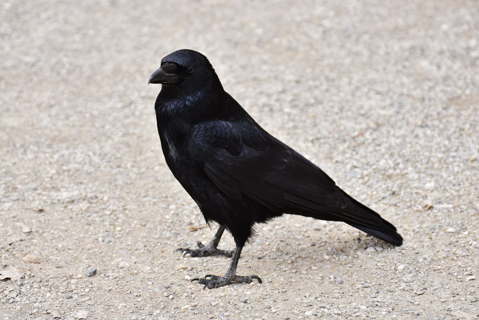 Nikon D7200 sample photo. Raven, raven bird, crow photography