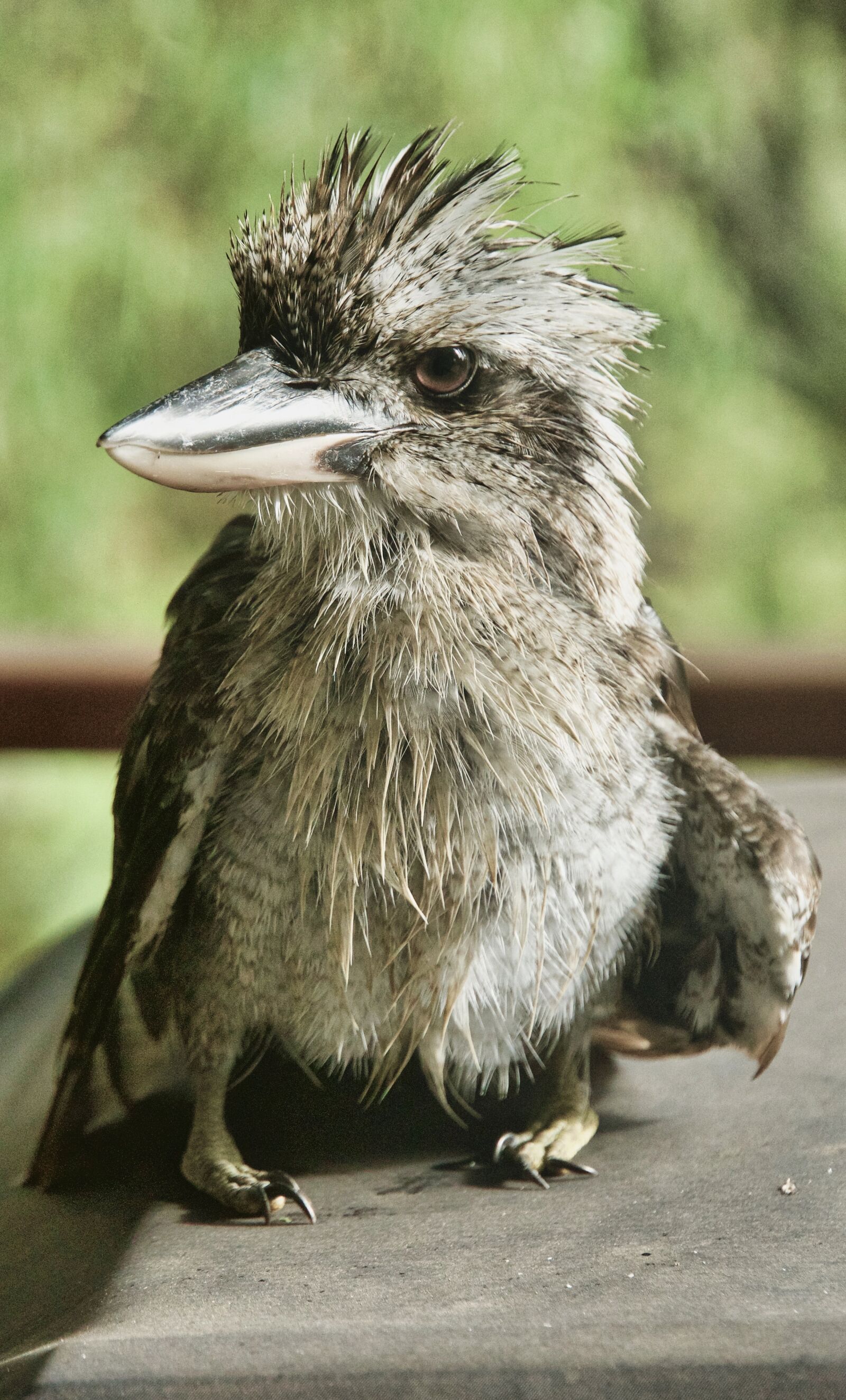 Sony a6500 sample photo. Kookaburra, wet, soaked photography