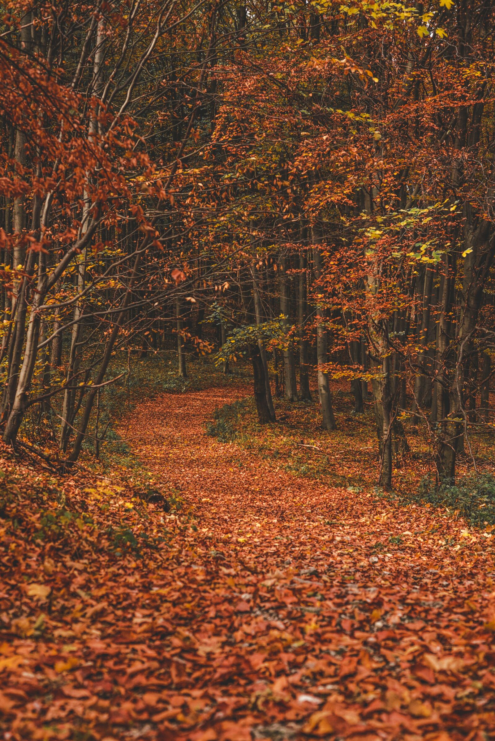 Nikon D610 sample photo. Fall, autumn, leaves photography