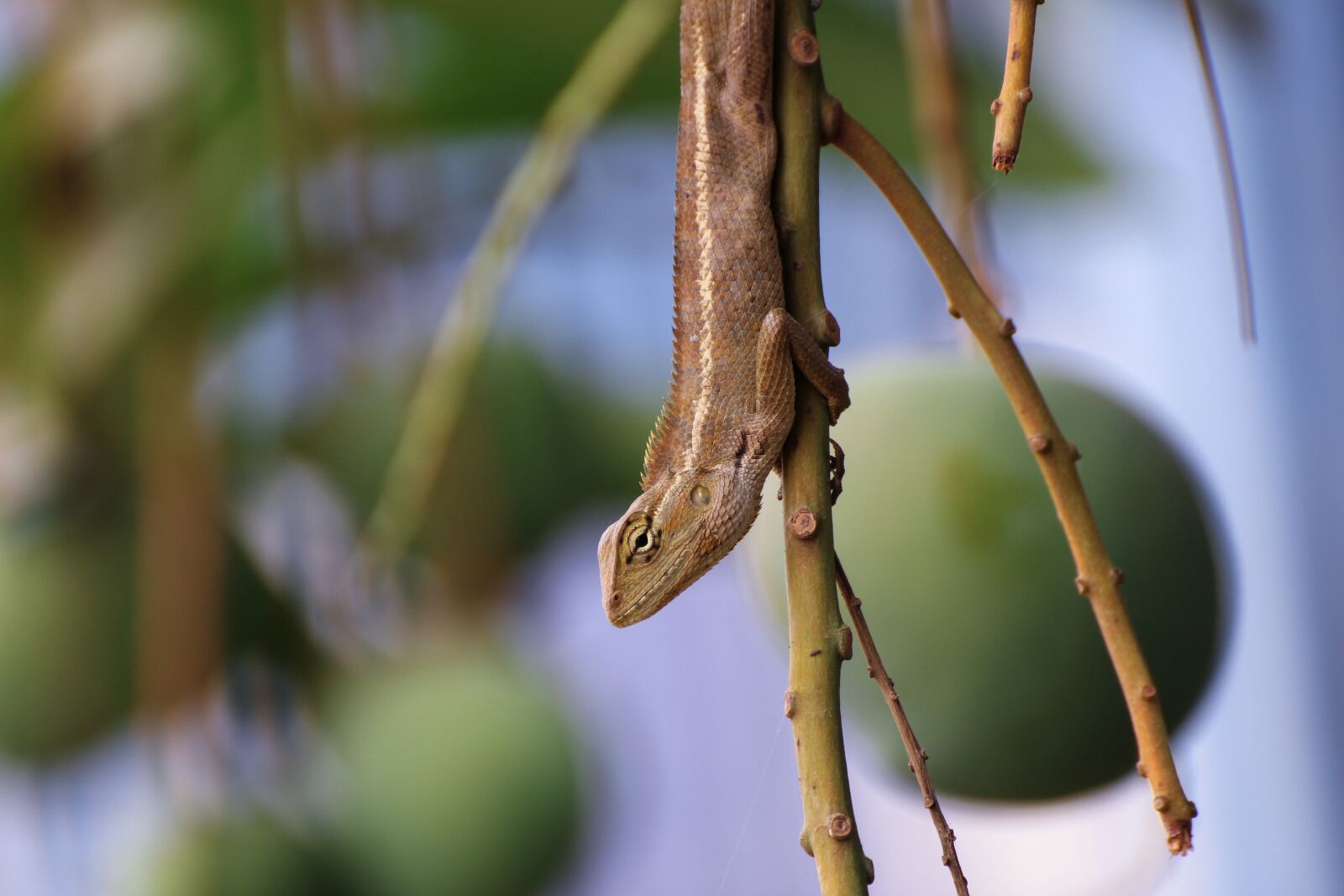 Canon EOS 60D sample photo. Outdoors, nature, wildlife photography