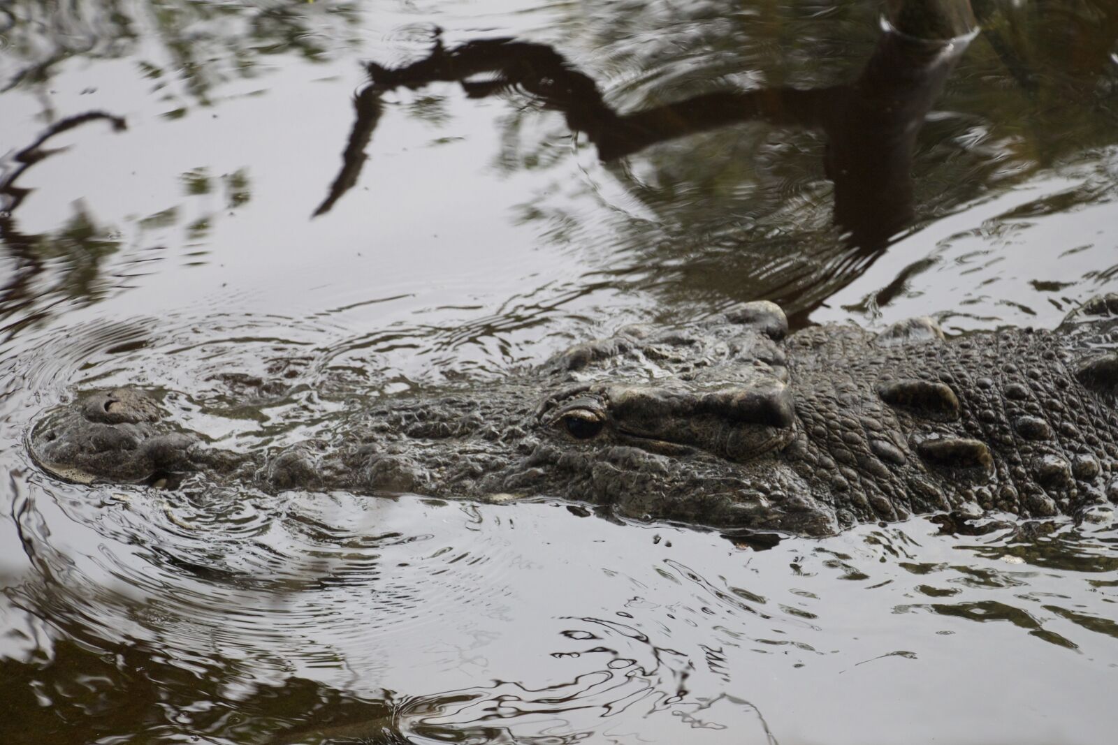 Canon EOS 500D (EOS Rebel T1i / EOS Kiss X3) sample photo. Animals, crocodile, reptile photography