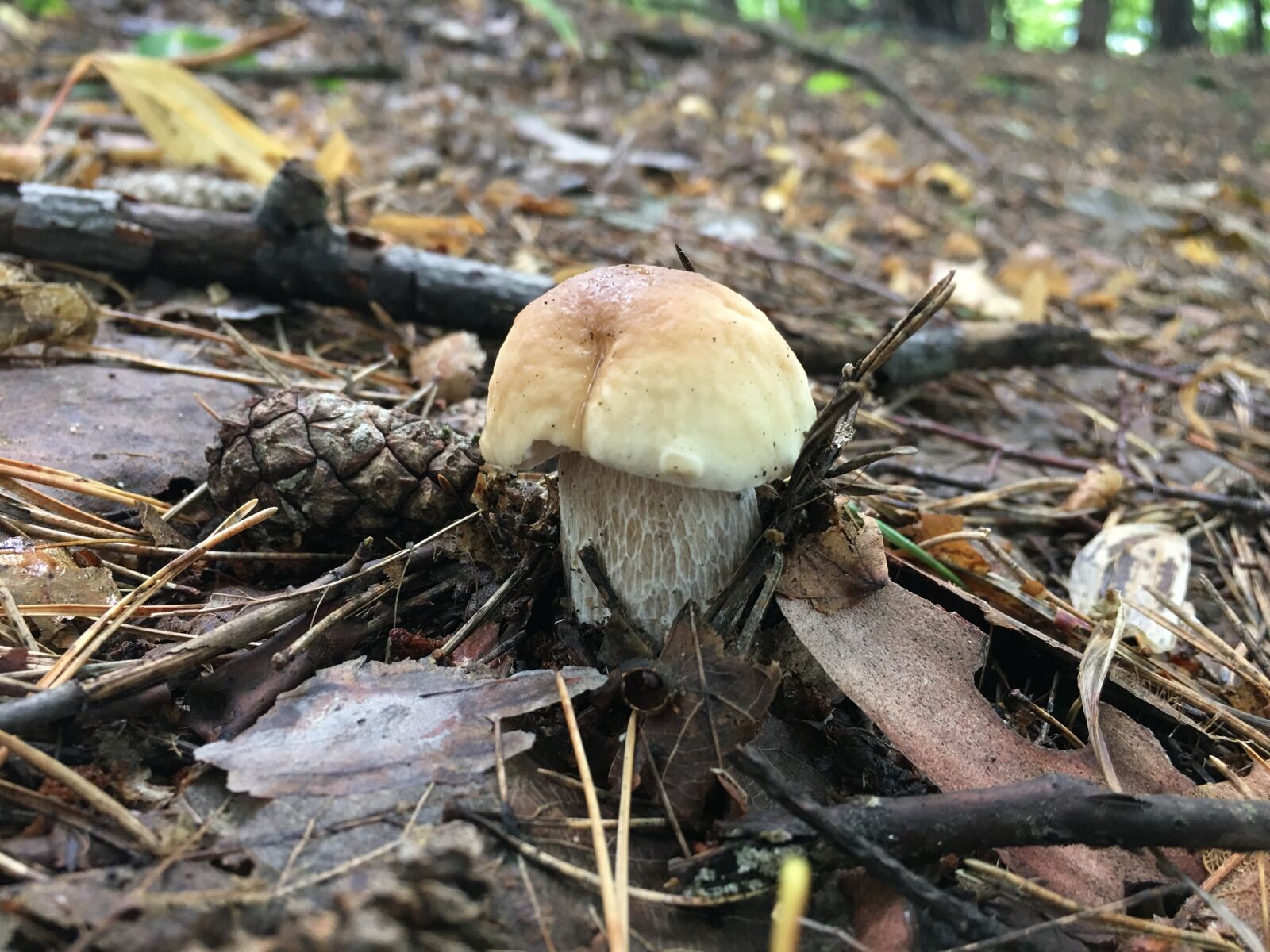 Apple iPhone 6s Plus sample photo. Mushrooms, chestnut boletus, boletus photography