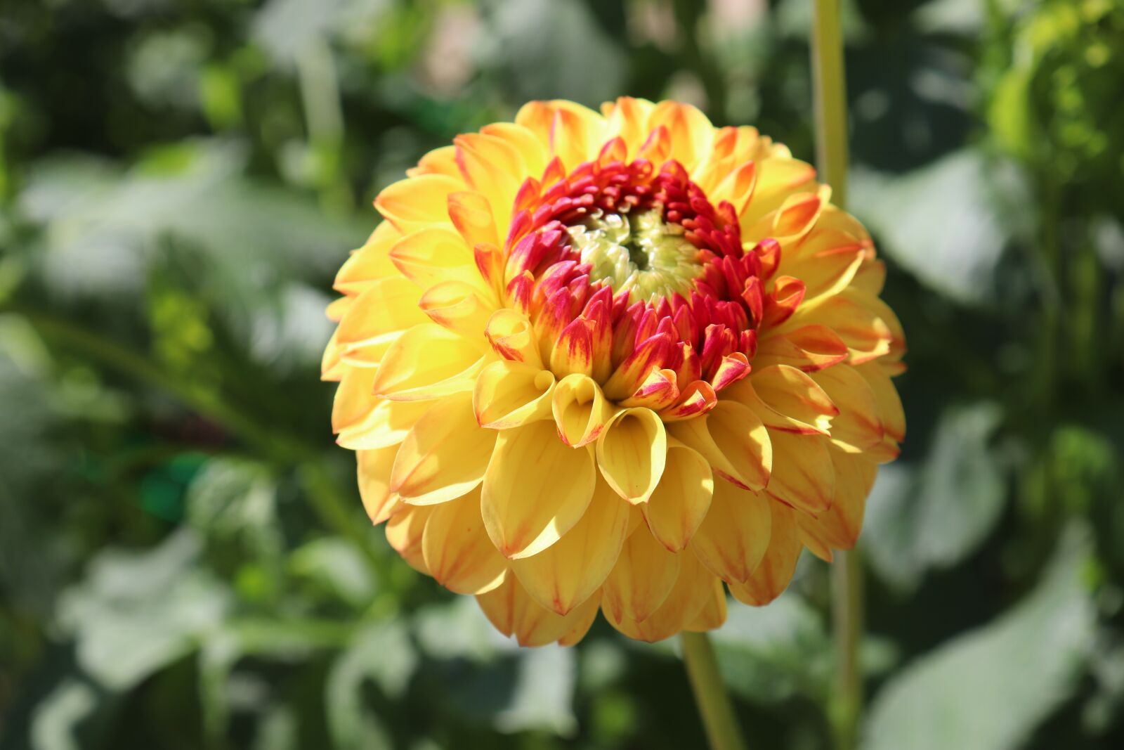 Canon EOS 800D (EOS Rebel T7i / EOS Kiss X9i) sample photo. Dahlias, bicolor, orange and photography