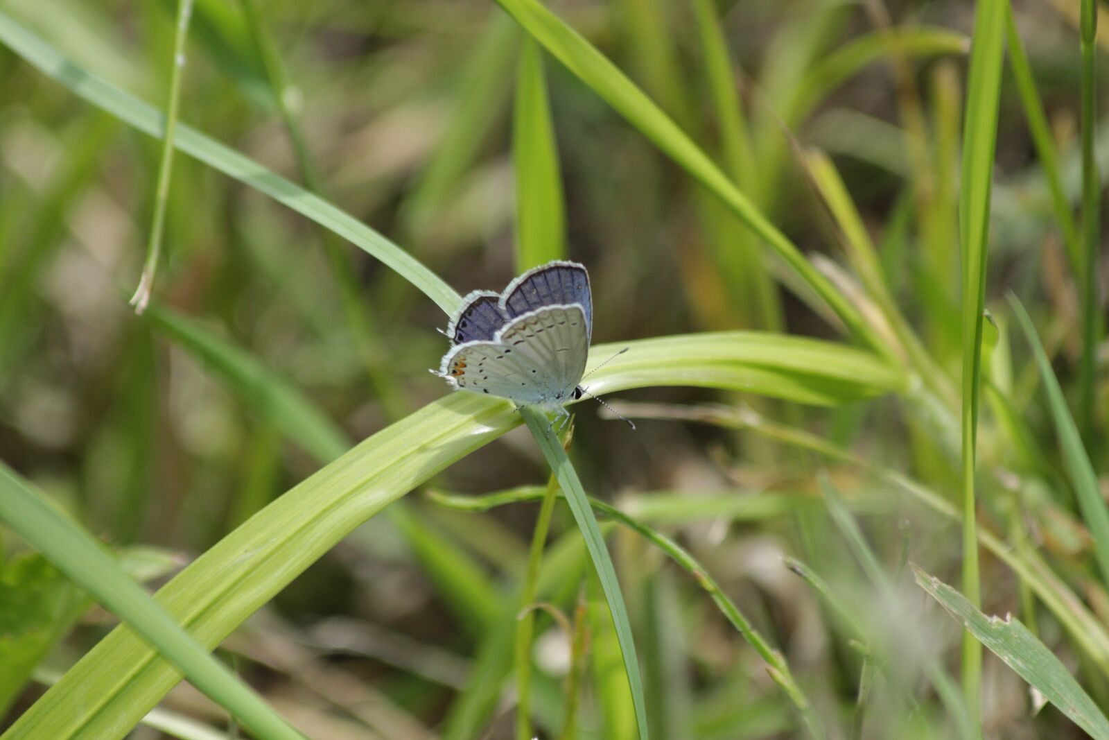 Canon EOS 650D (EOS Rebel T4i / EOS Kiss X6i) sample photo. Butterfly, insect, blue photography