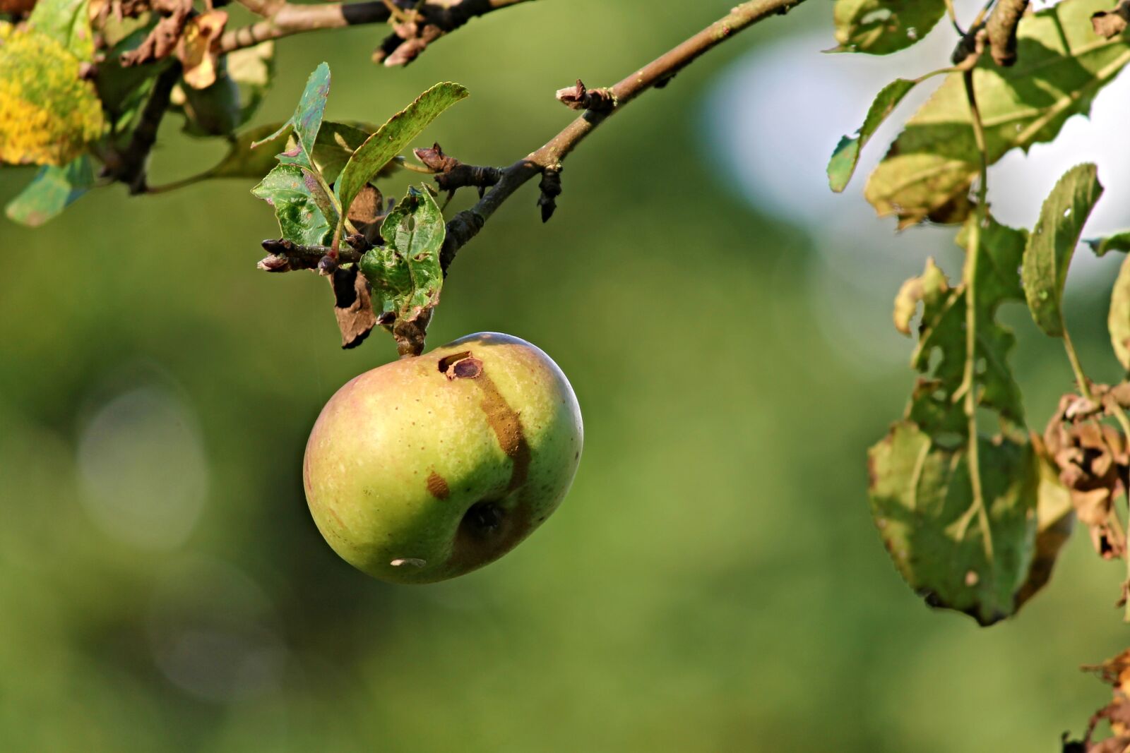 Canon EOS 1100D (EOS Rebel T3 / EOS Kiss X50) sample photo. Apple, nature, worm hole photography