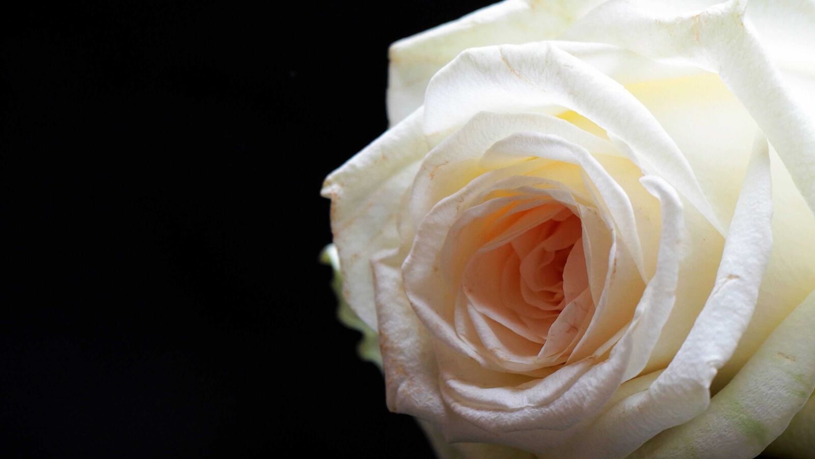 Canon EOS 550D (EOS Rebel T2i / EOS Kiss X4) sample photo. Flower, bud, rose, petal photography