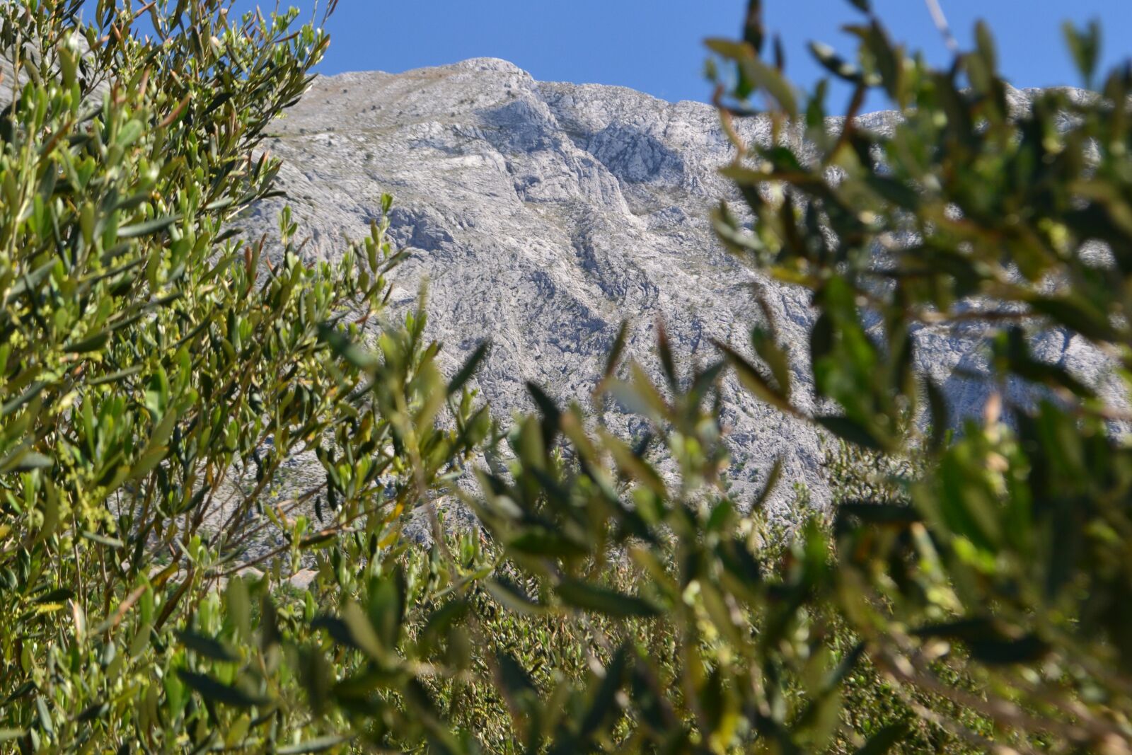 Nikon D3100 sample photo. Croatia, the olives, mountains photography
