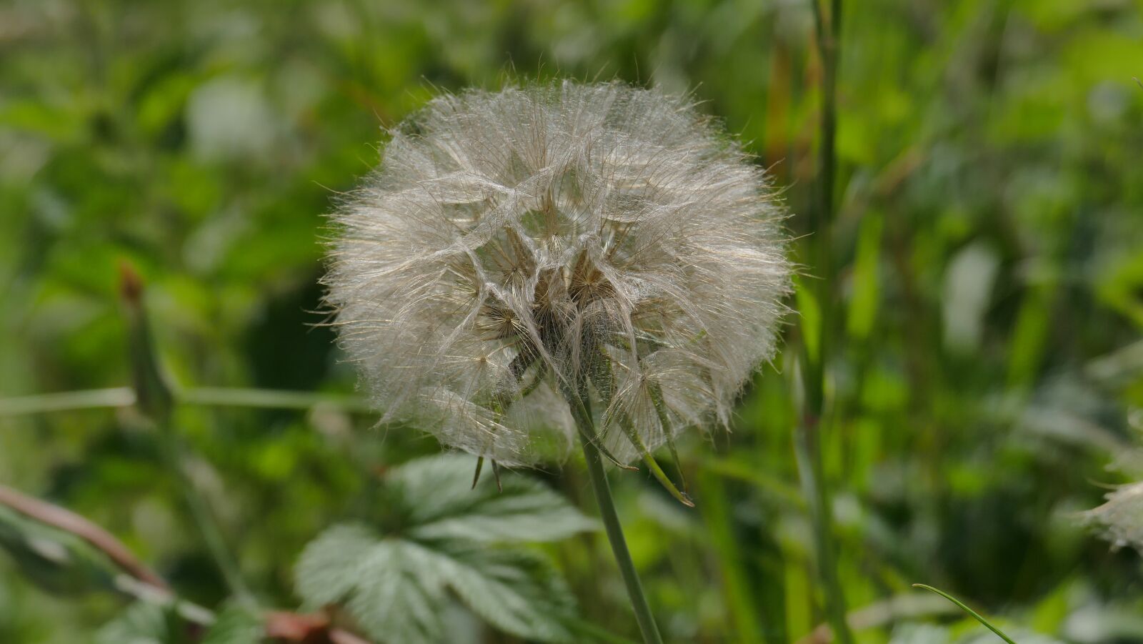 Leica V-Lux (Typ 114) sample photo. Dandelion, meadow, spring photography