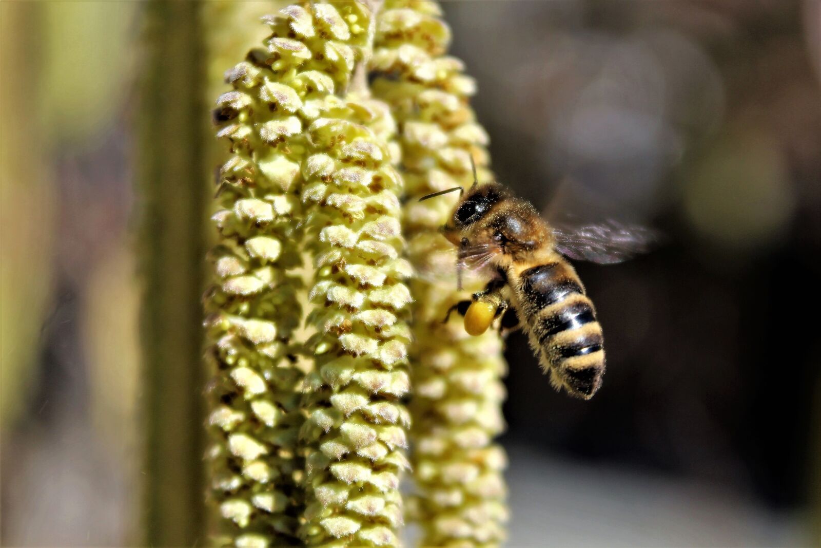 Canon EOS 1200D (EOS Rebel T5 / EOS Kiss X70 / EOS Hi) sample photo. Bee, flying, blossom photography