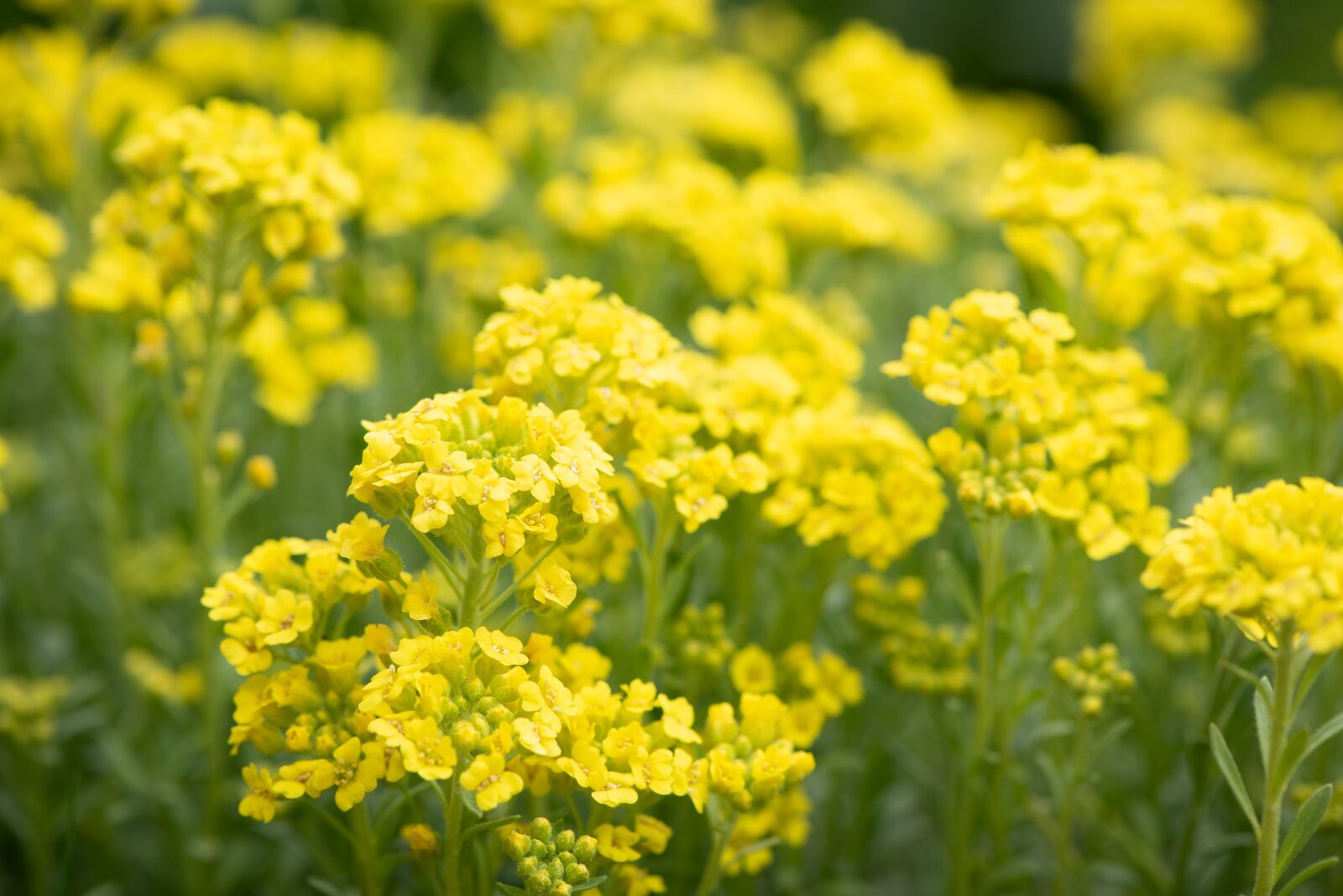 Nikon D750 sample photo. Flowers, yellow, cushion flowers photography