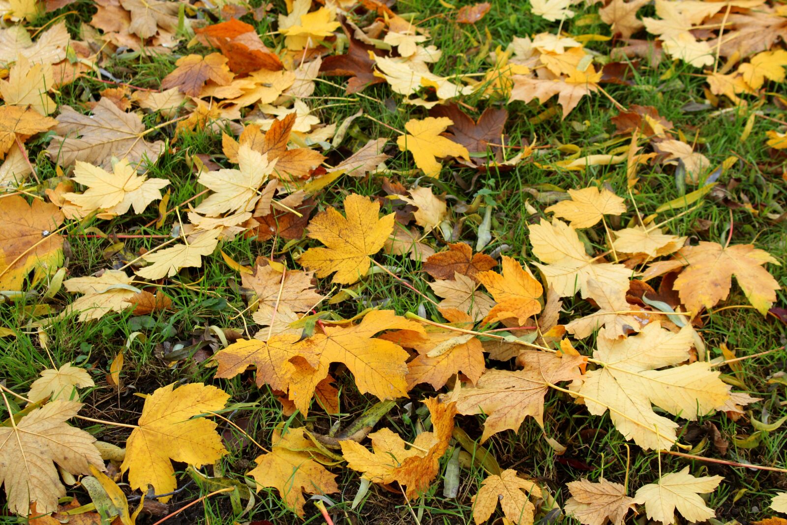 Canon EOS 1200D (EOS Rebel T5 / EOS Kiss X70 / EOS Hi) sample photo. Foliage, autumn, season photography