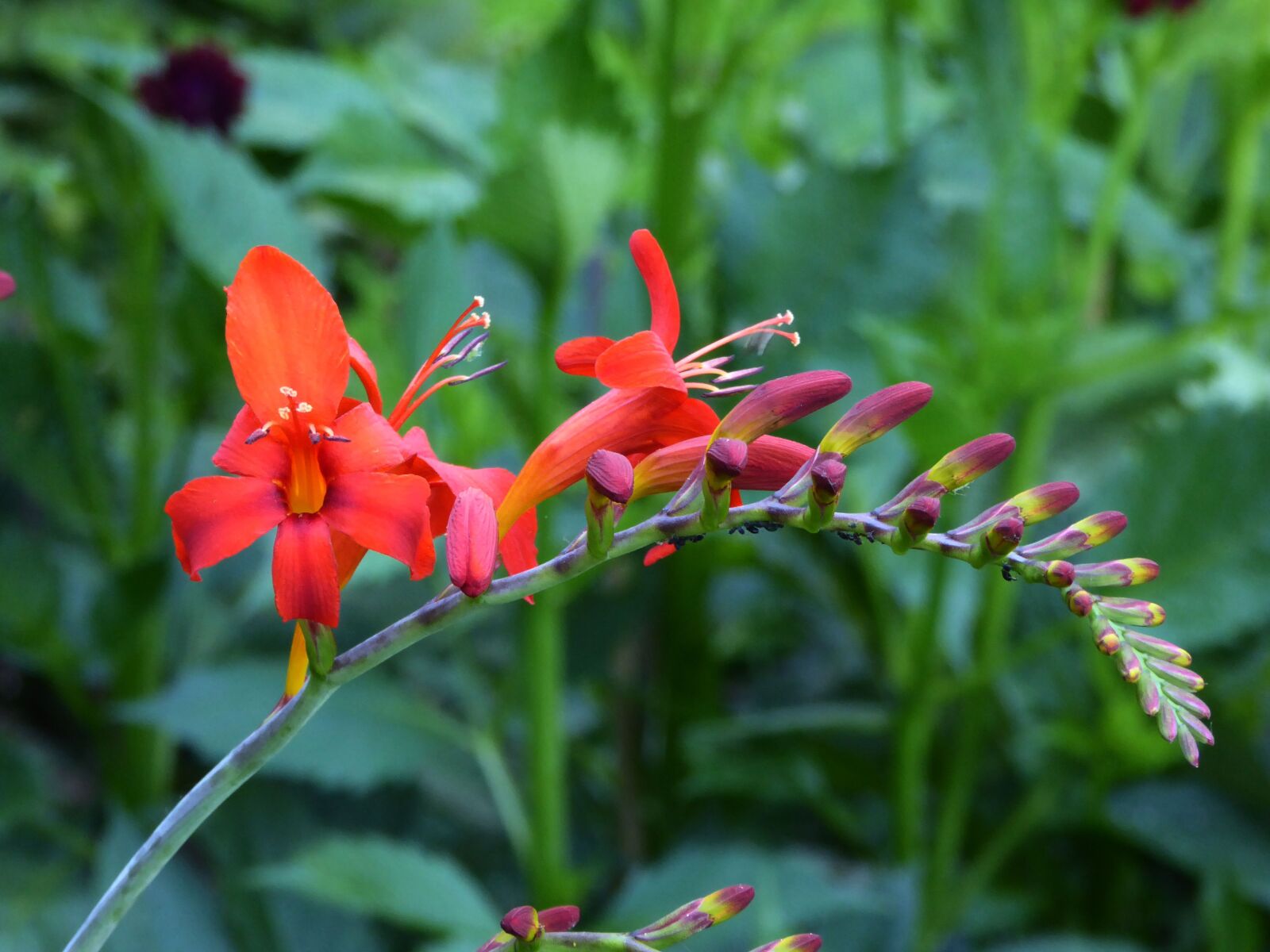 Panasonic DMC-TZ61 sample photo. Lily, ornamental garden, orange photography