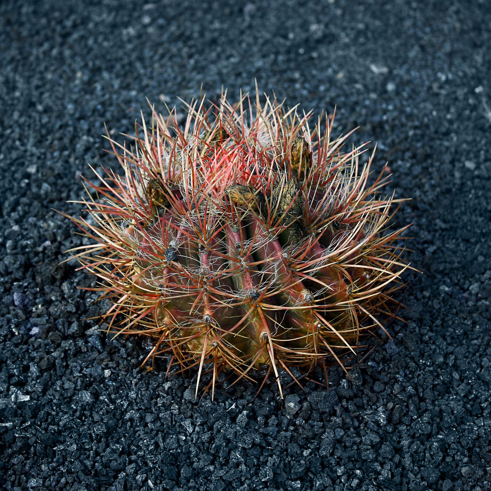 Canon EOS 450D (EOS Rebel XSi / EOS Kiss X2) sample photo. Cactus, lanzarote, cactus garden photography