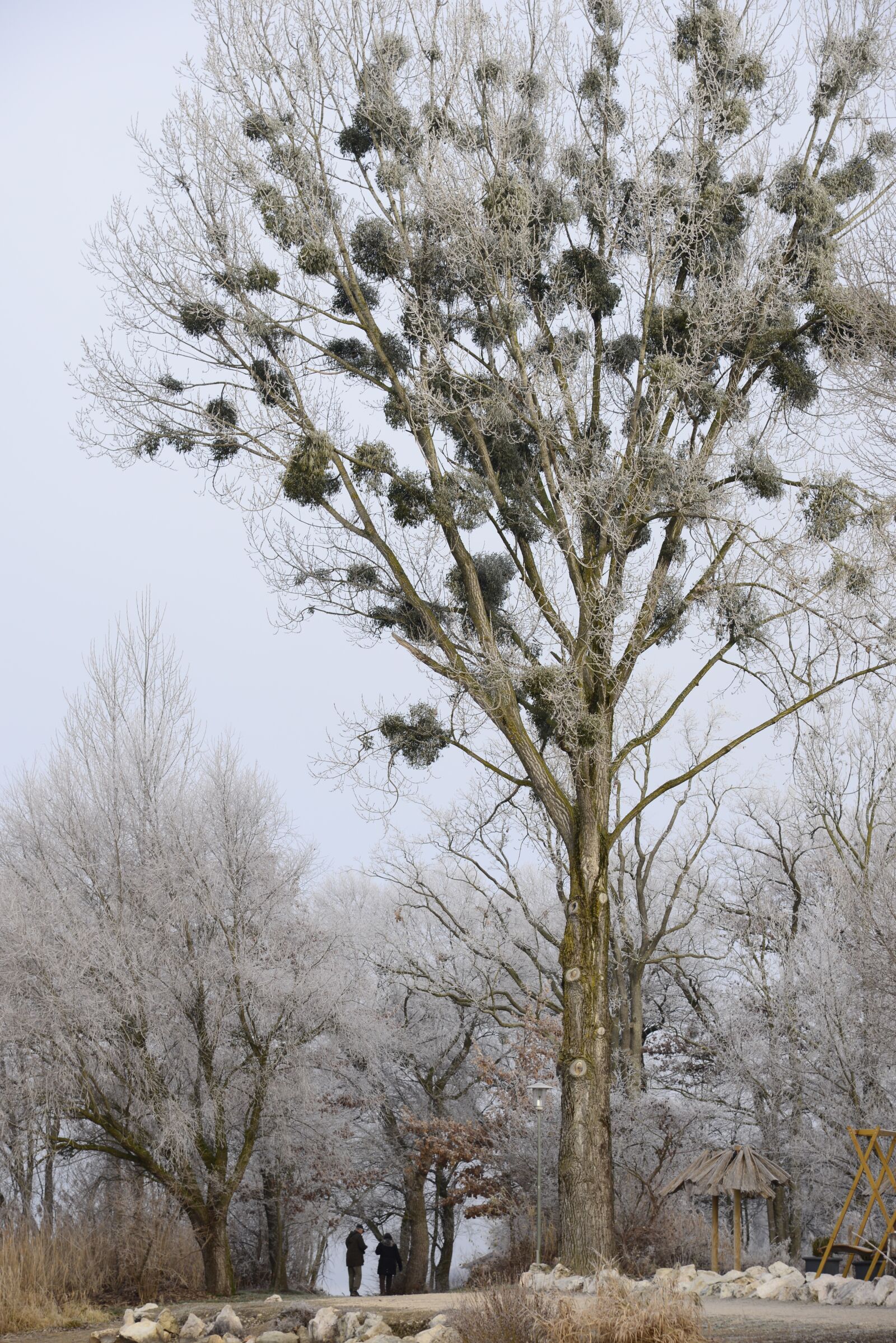 Nikon D610 sample photo. Wintry, up mature, walk photography