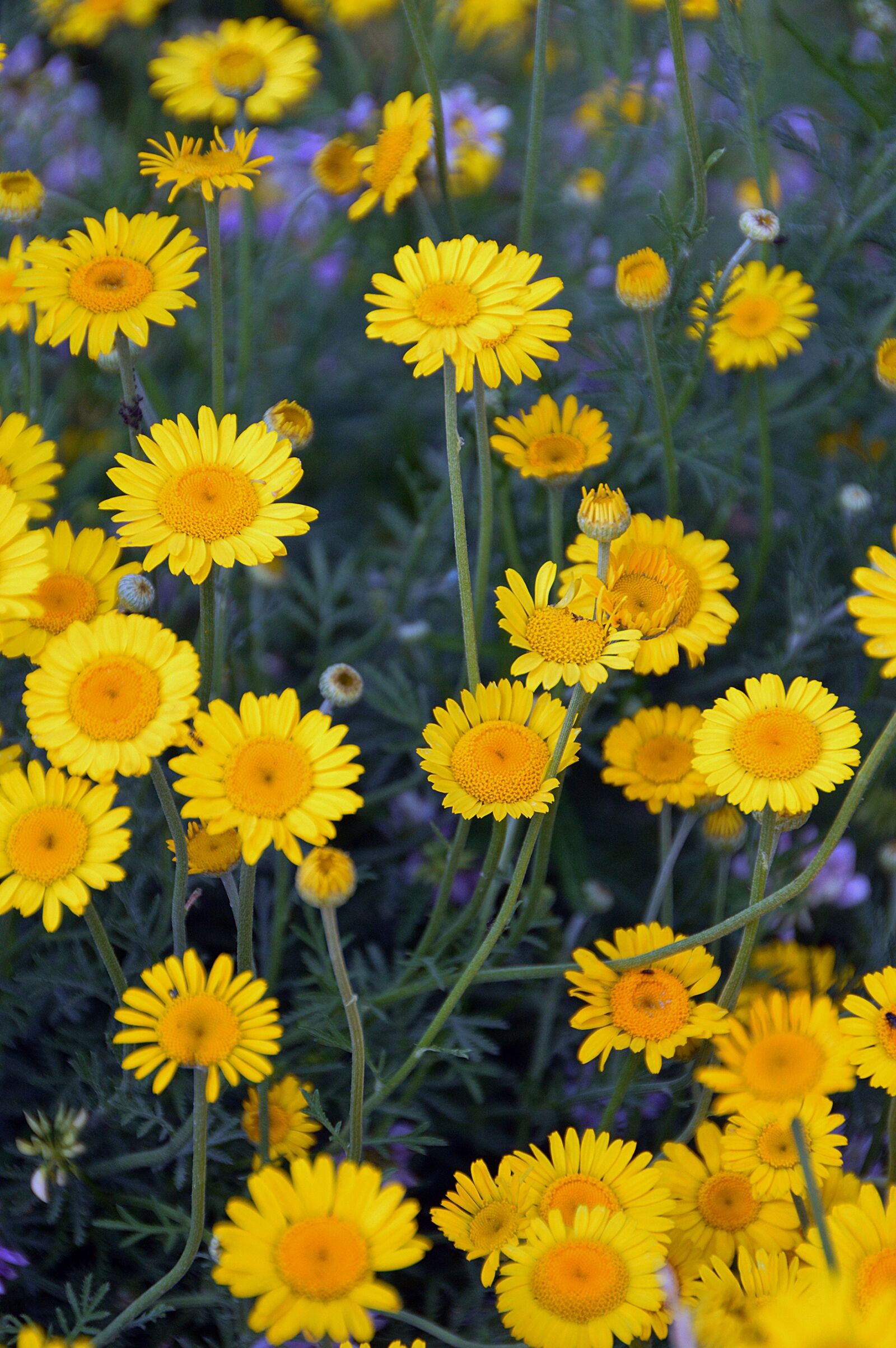 Nikon D3200 sample photo. Yellow, flowers, summer photography
