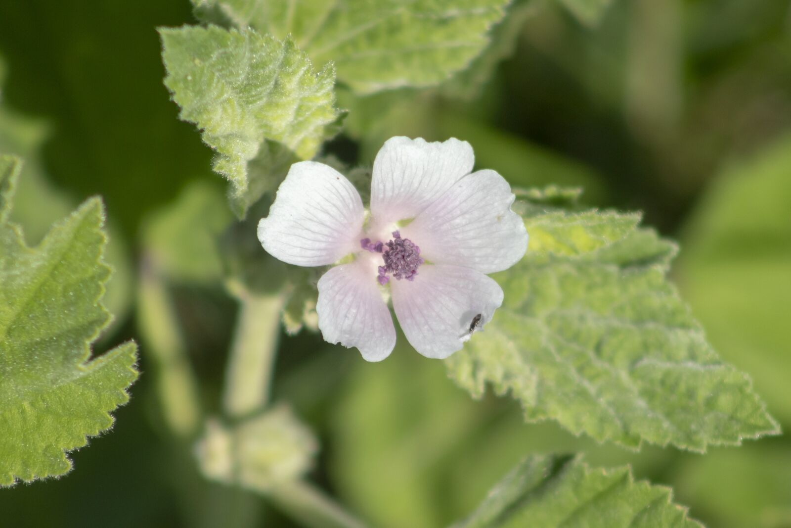 Canon EF75-300mm f/4-5.6 sample photo. Wildflower, meadow flower, flower photography